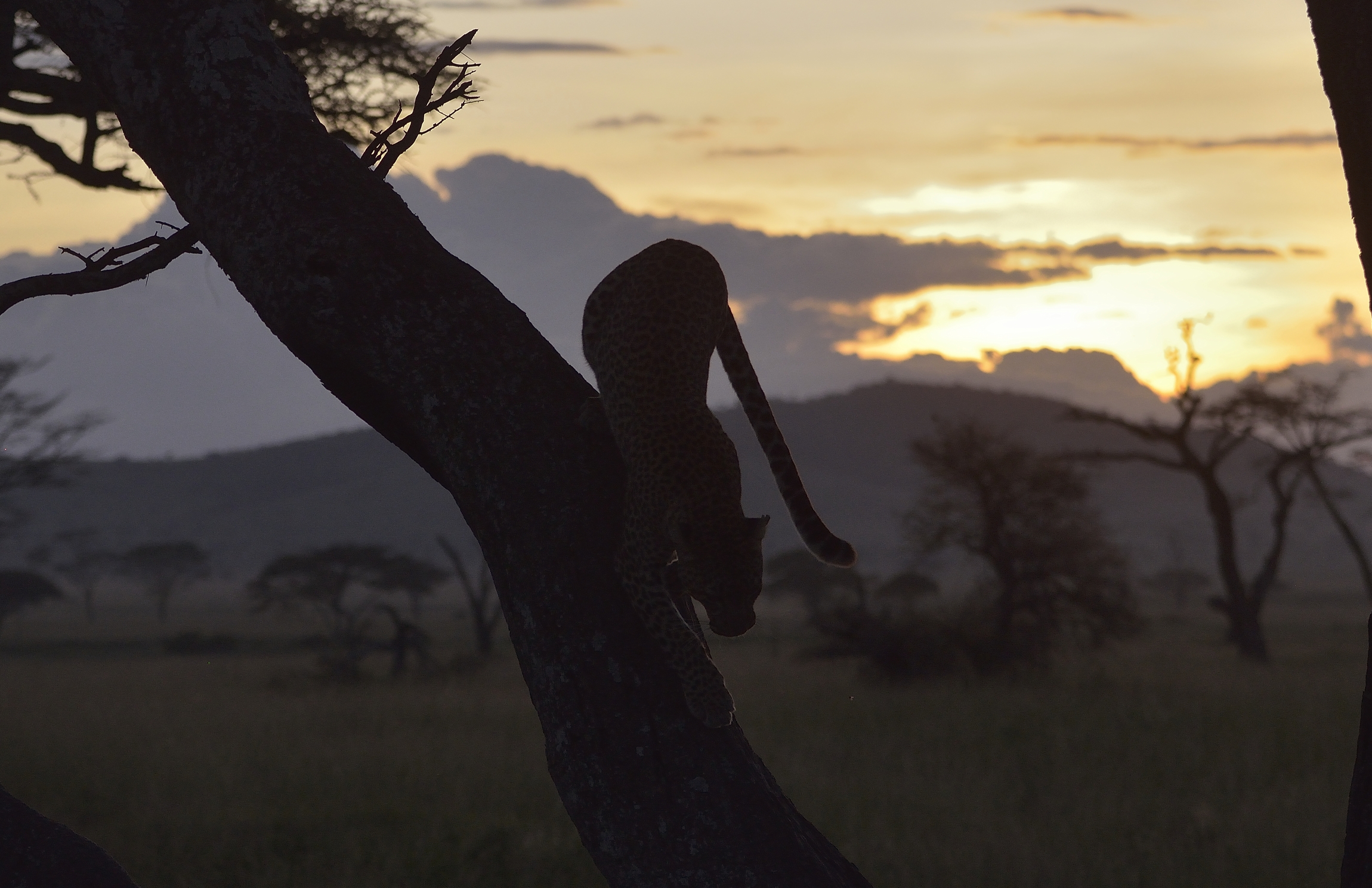 Serengeti - leopardo