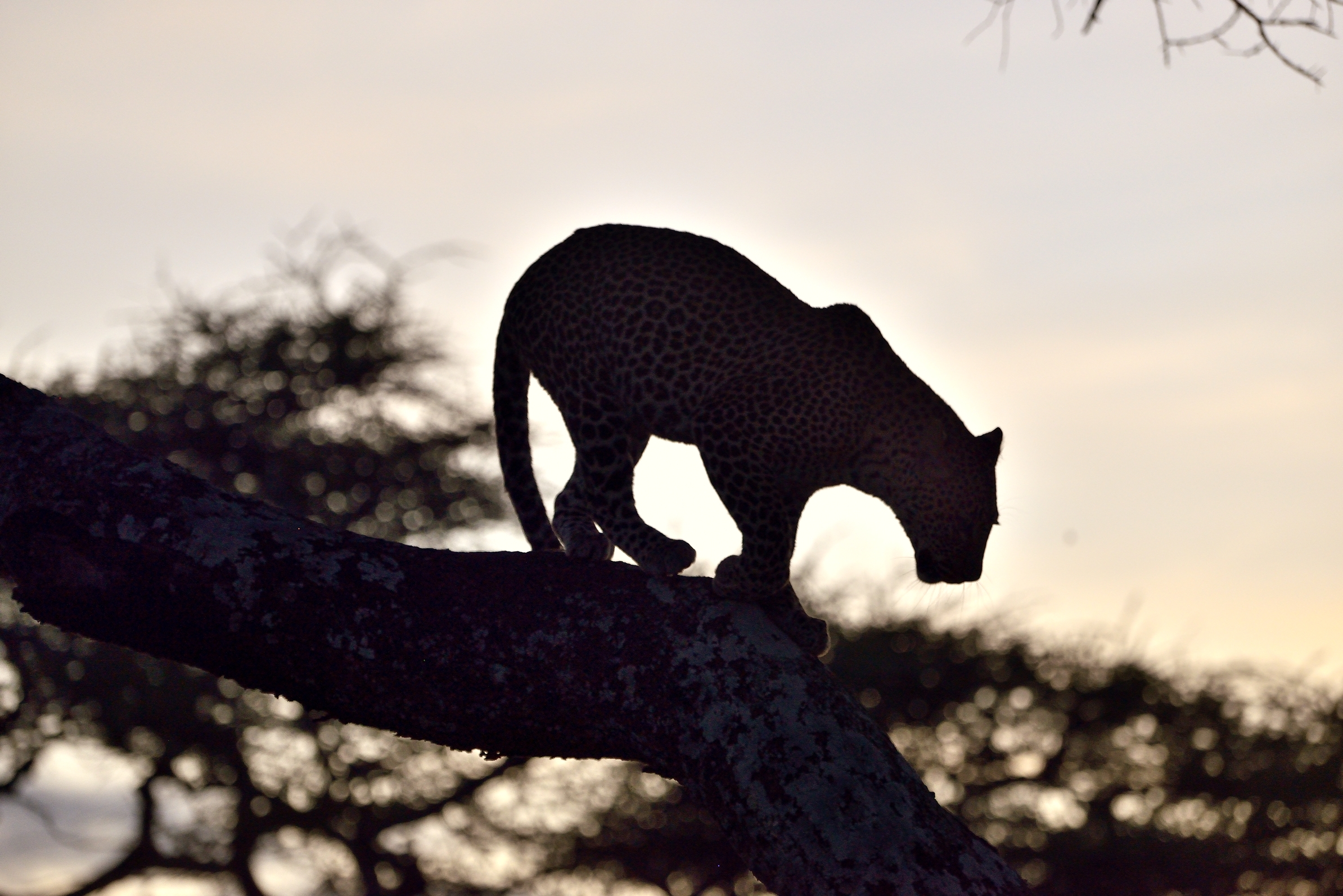 Serengeti - leopardo