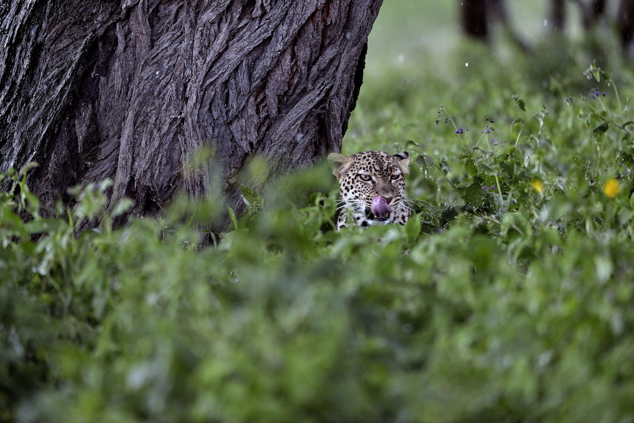 Ngorongoro Coservation Area - leopardo