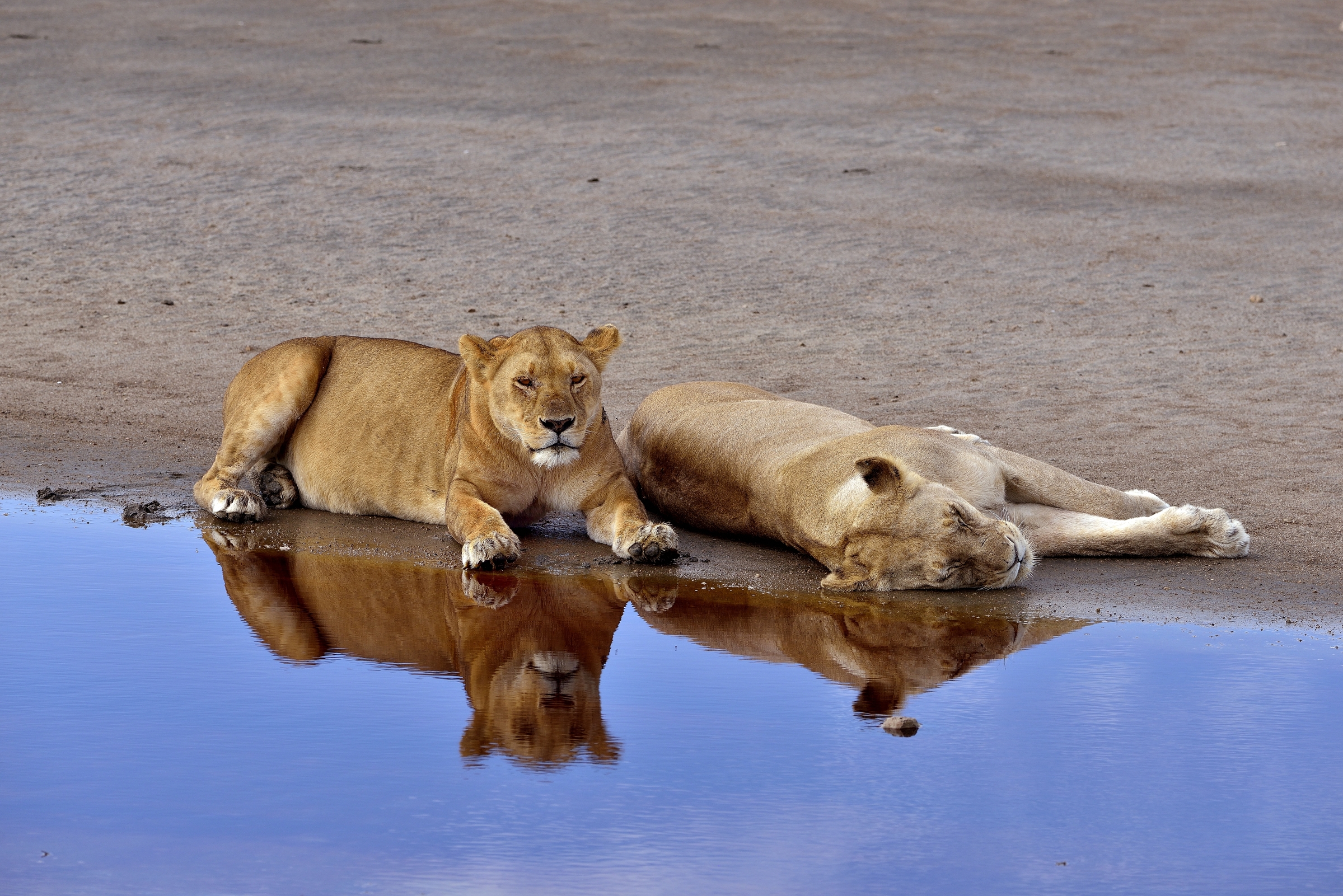 Ngorongoro Cocervation Area - leonesse