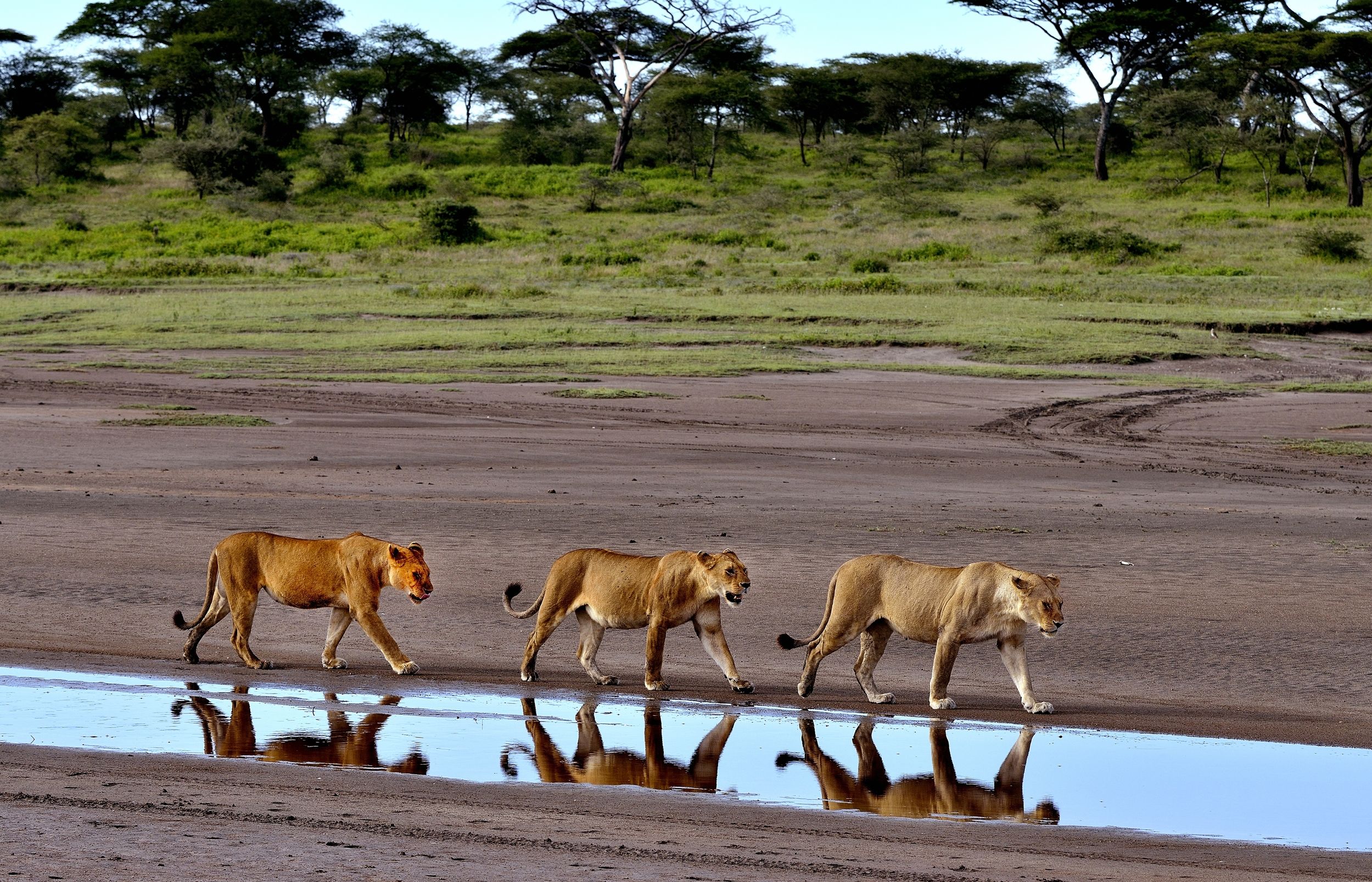 Ngorongoro Cocervation Area - leonesse