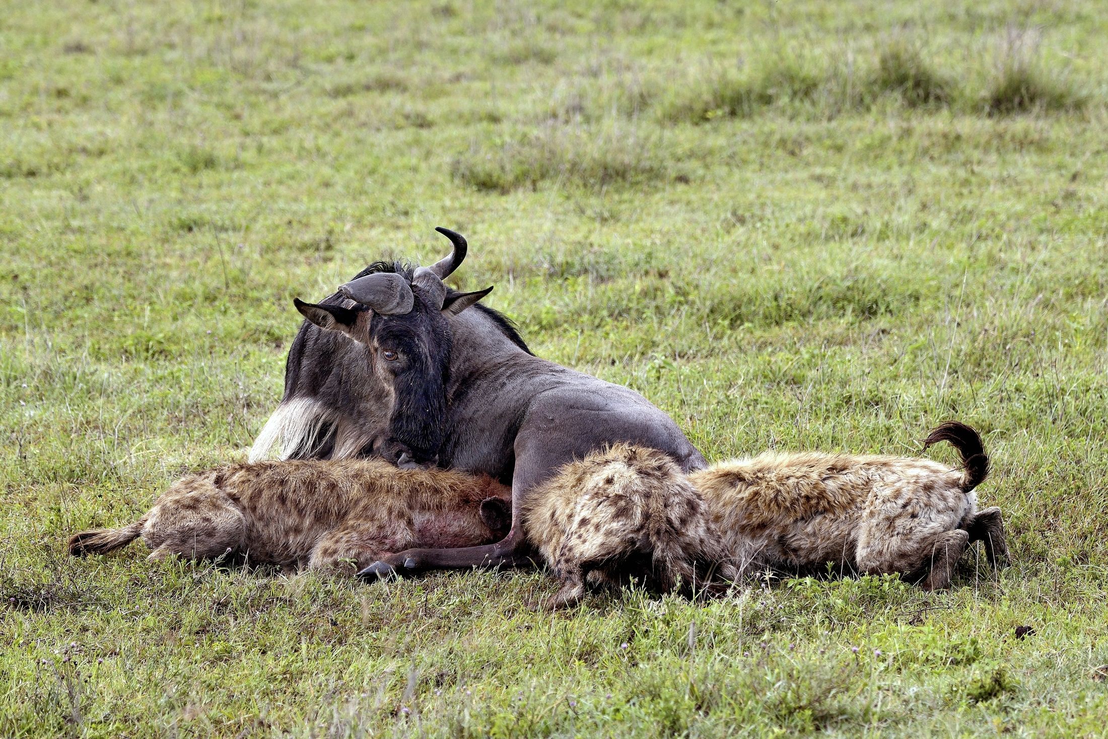 Iene iniziano a mangiare vivo uno gnu