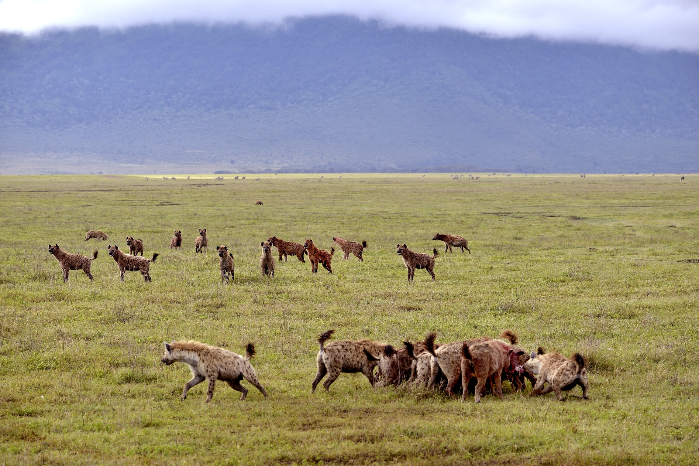 Iene si affollano per la preda
