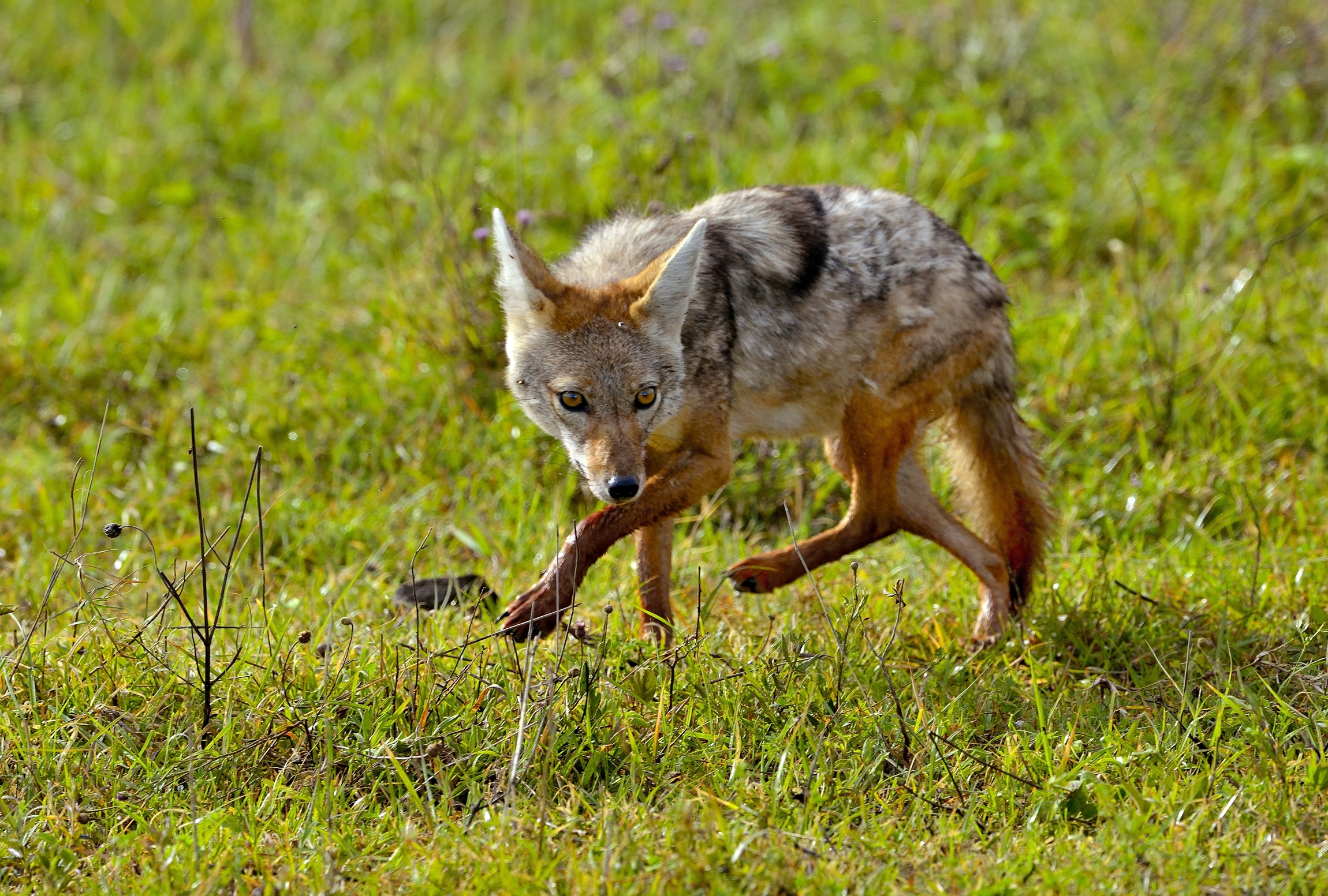 Ngorongoro crater - Sciacallo dorato
