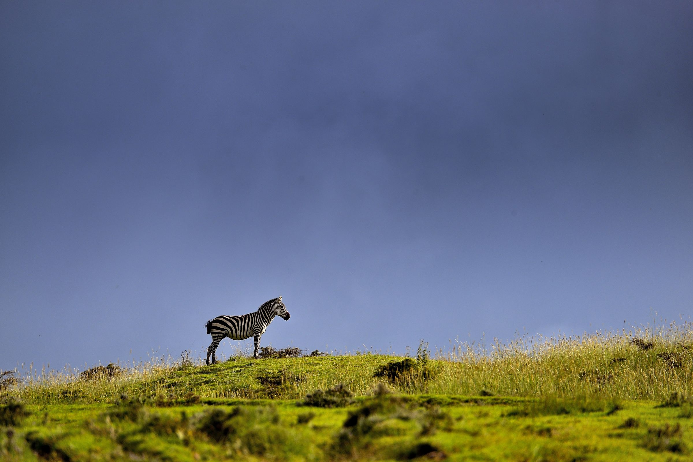 Ngorongoro - Zebra