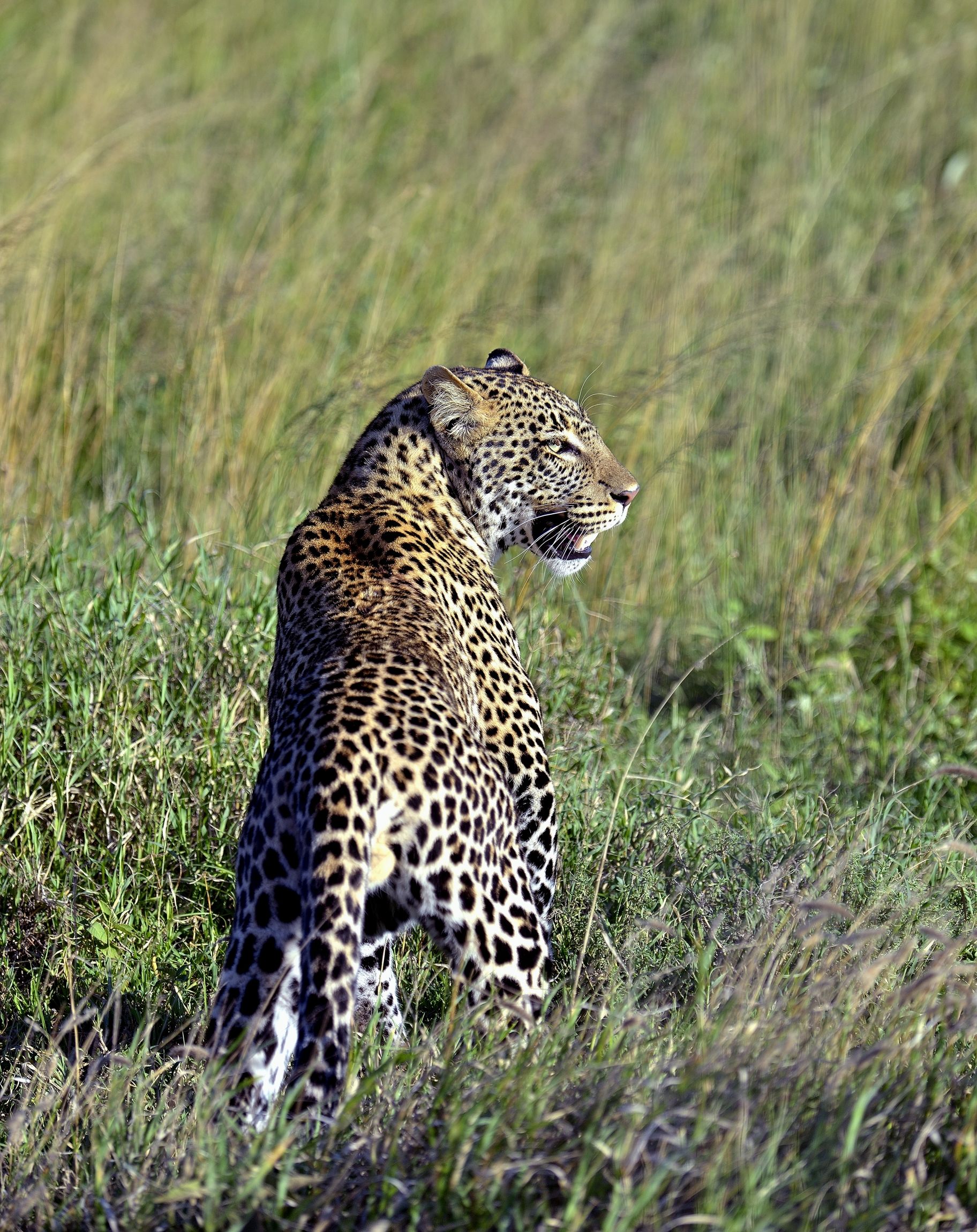 Serengeti - leopardo