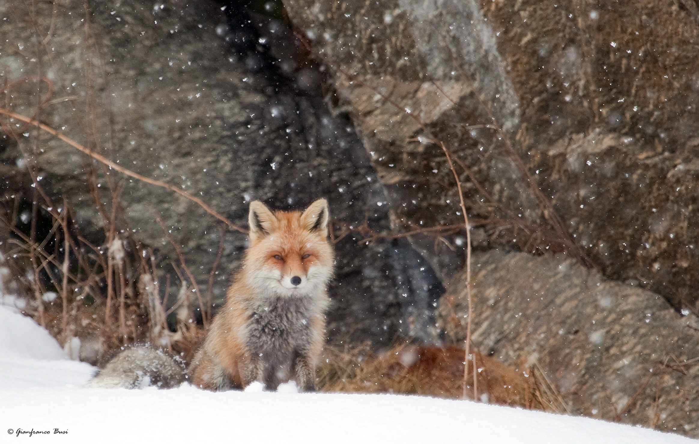 red fox