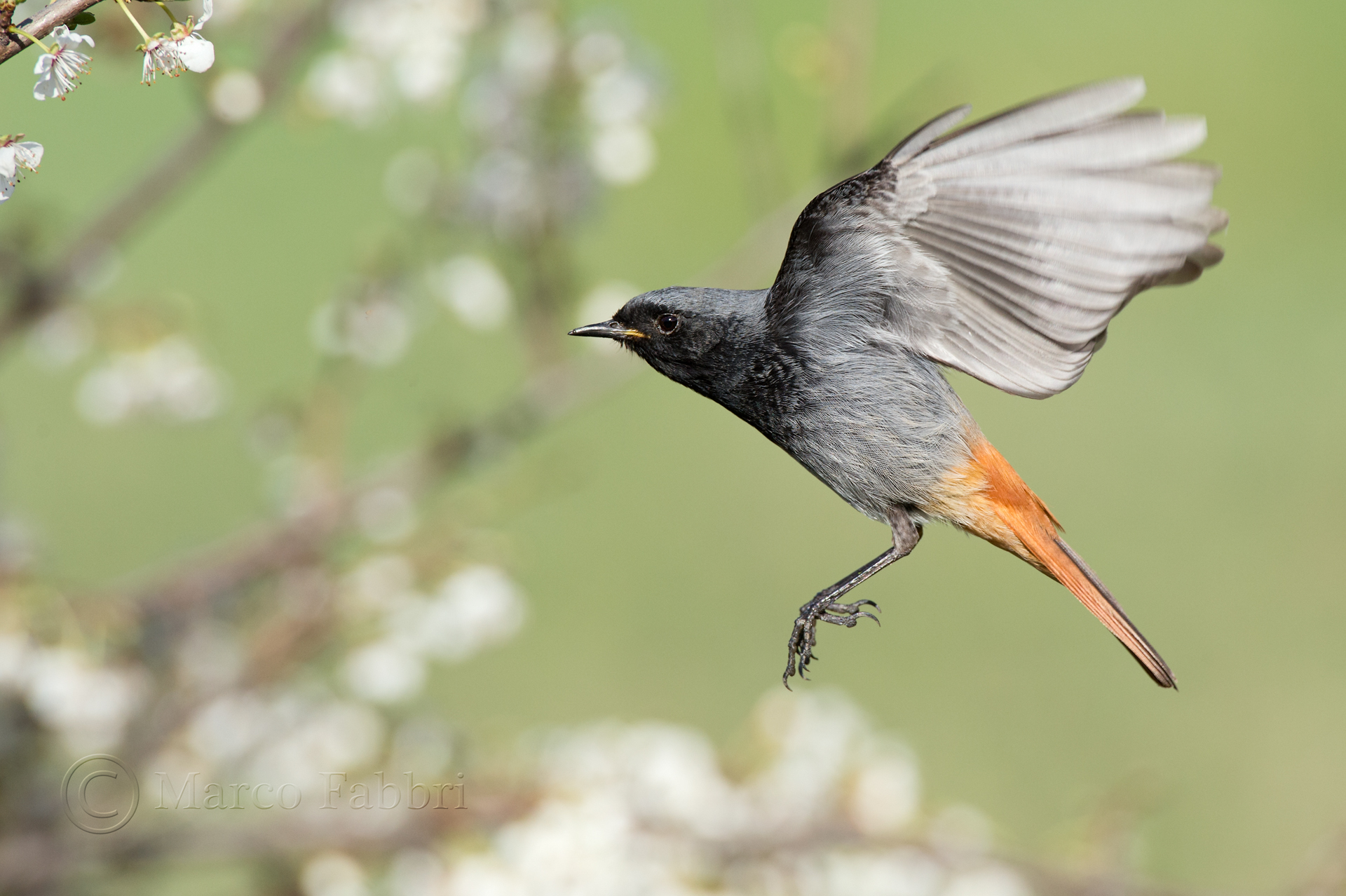 Black Redstart 3