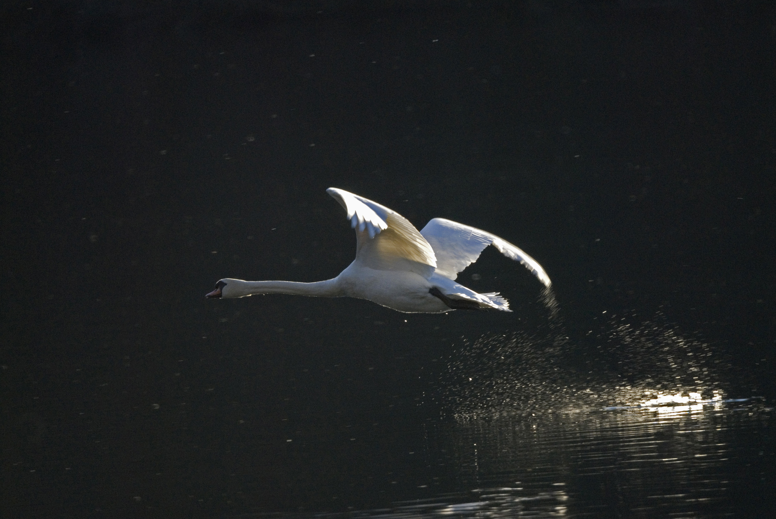 Il decollo del Cigno