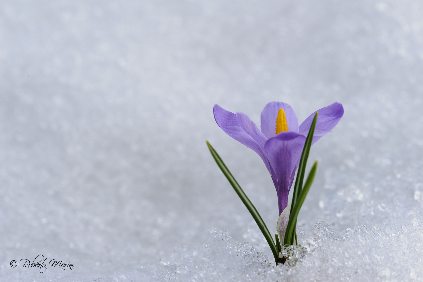 Crocus Ice
