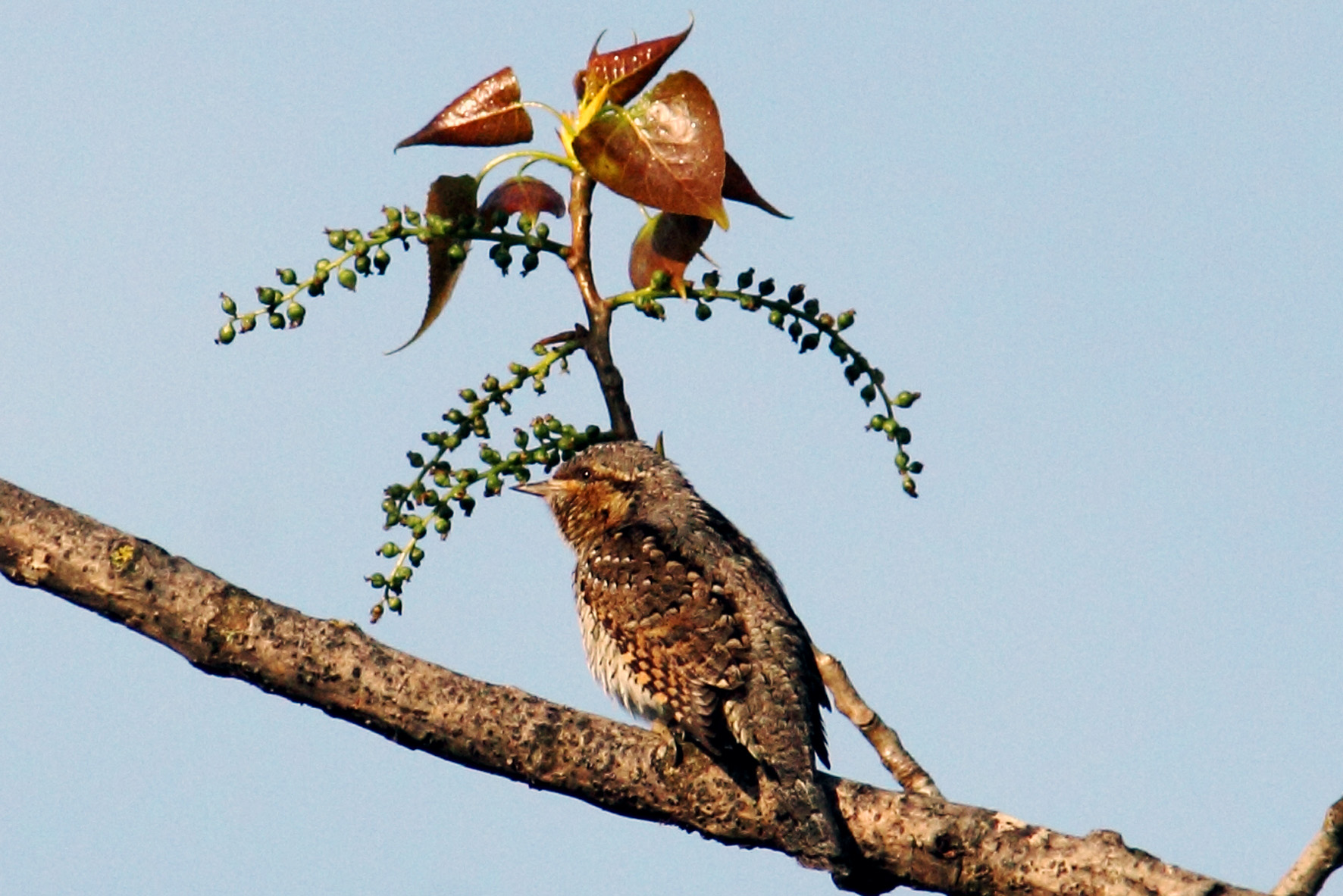 torcicollo ad occhi aperti