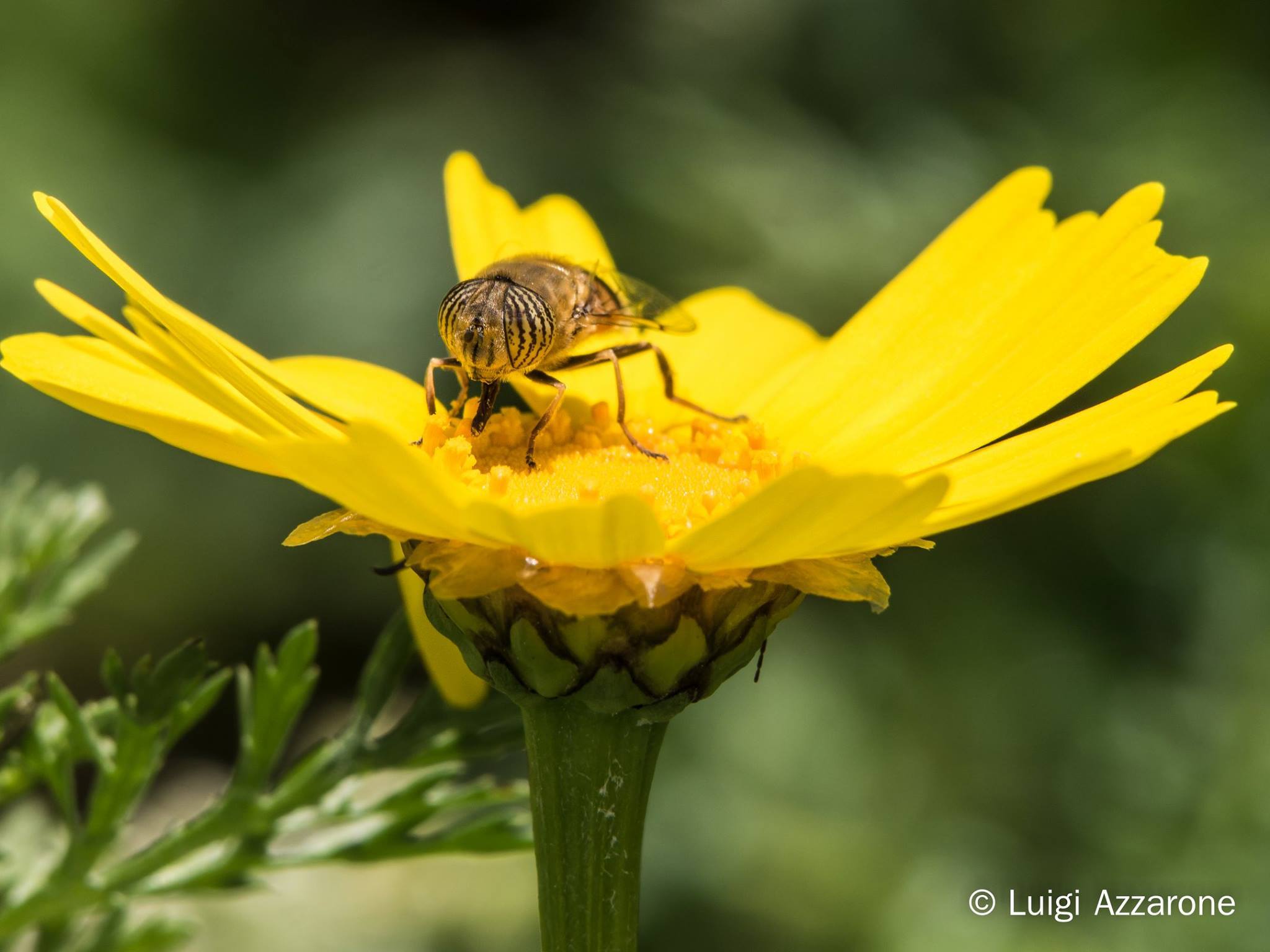 la bellezza della natura