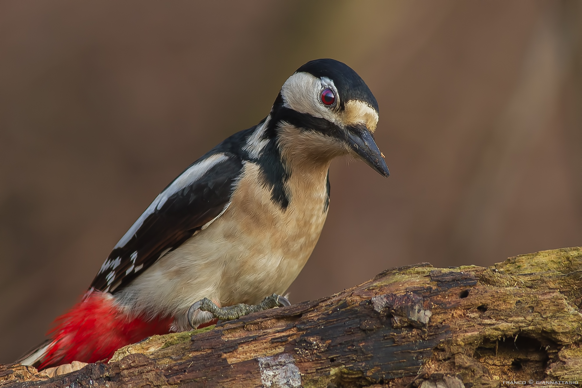 Great Spotted Woodpecker.