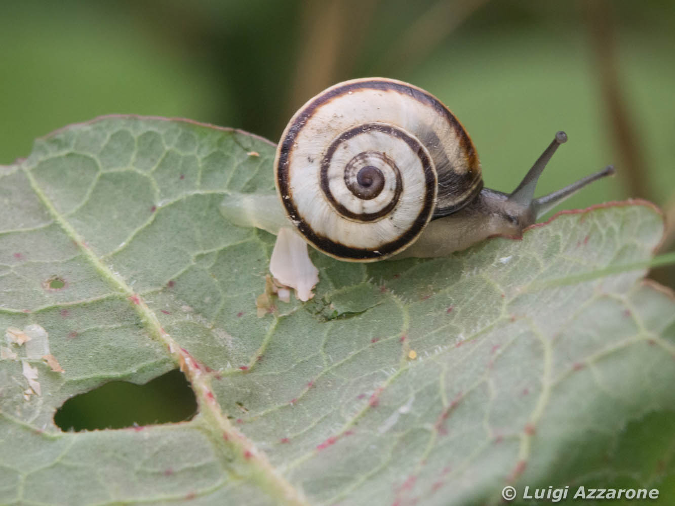 la bellezza della natura