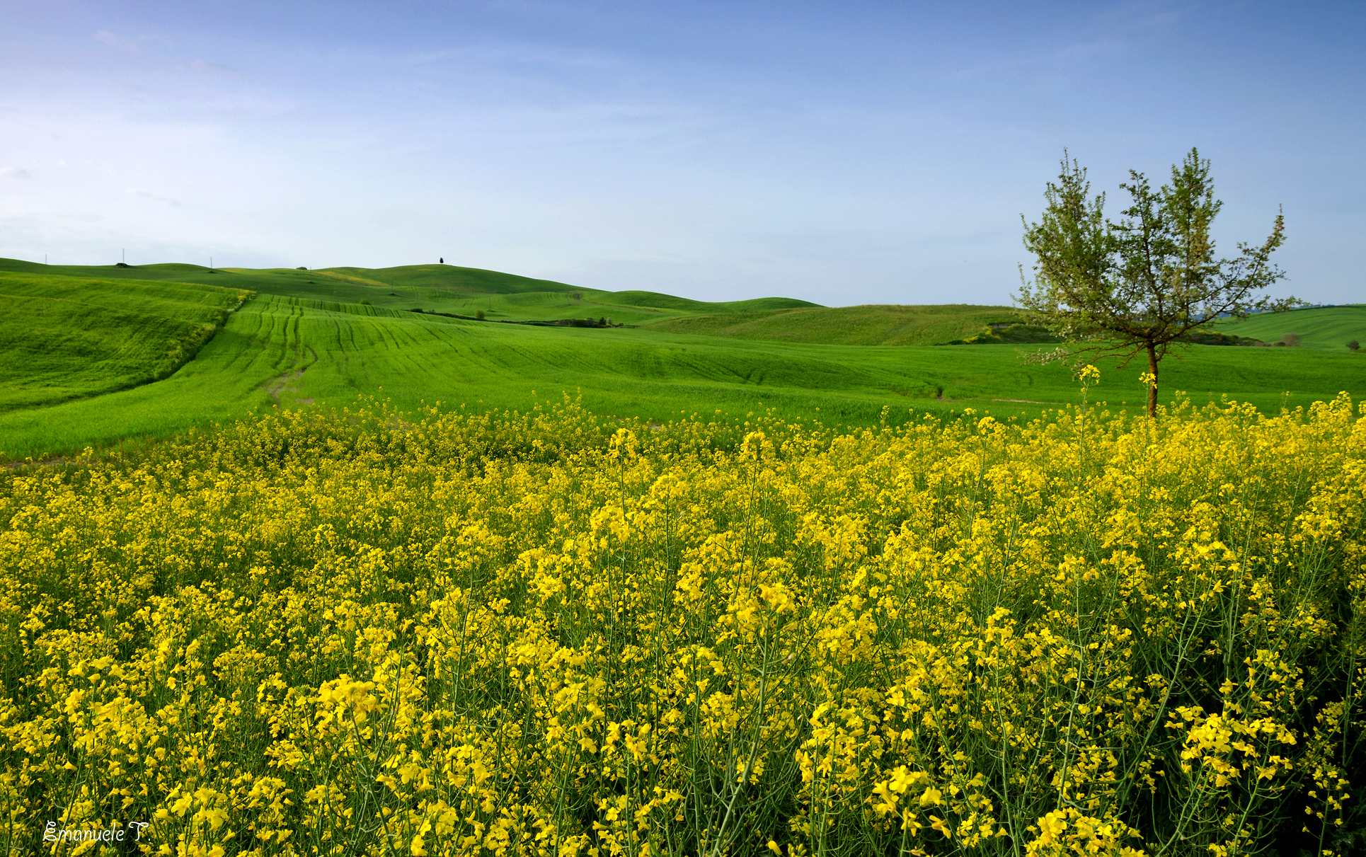 The springtime colors
