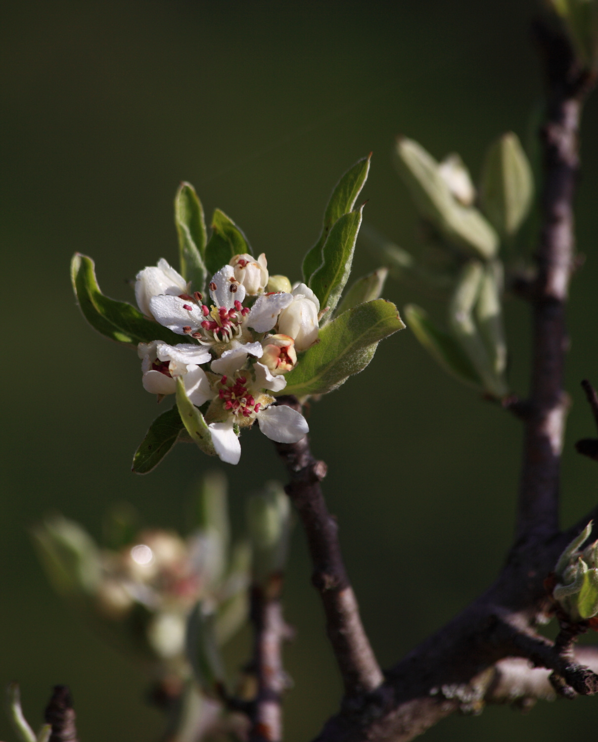fiore di ciliegio