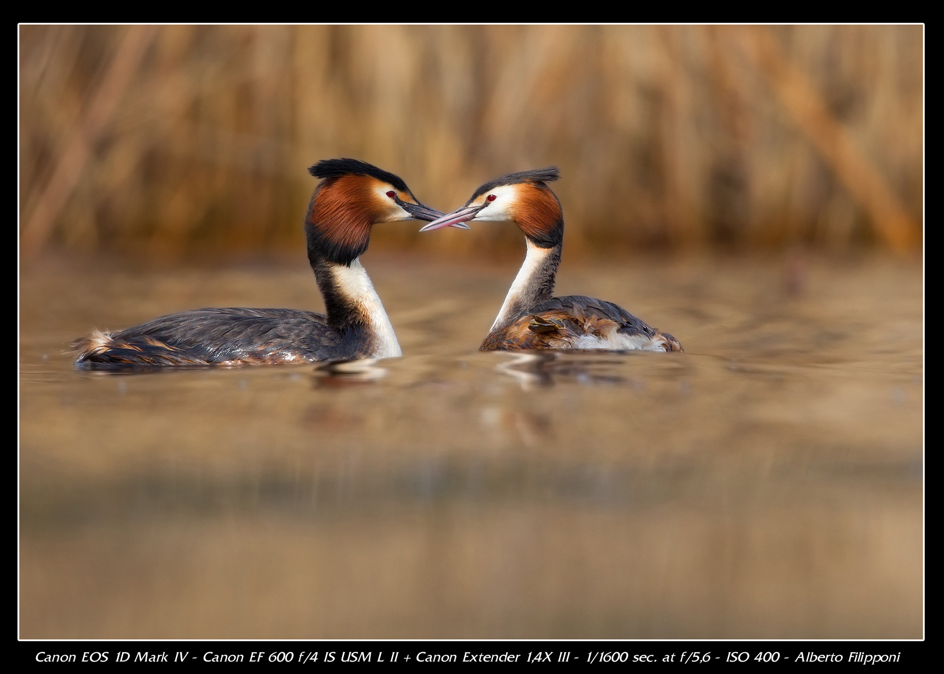 Grebes
