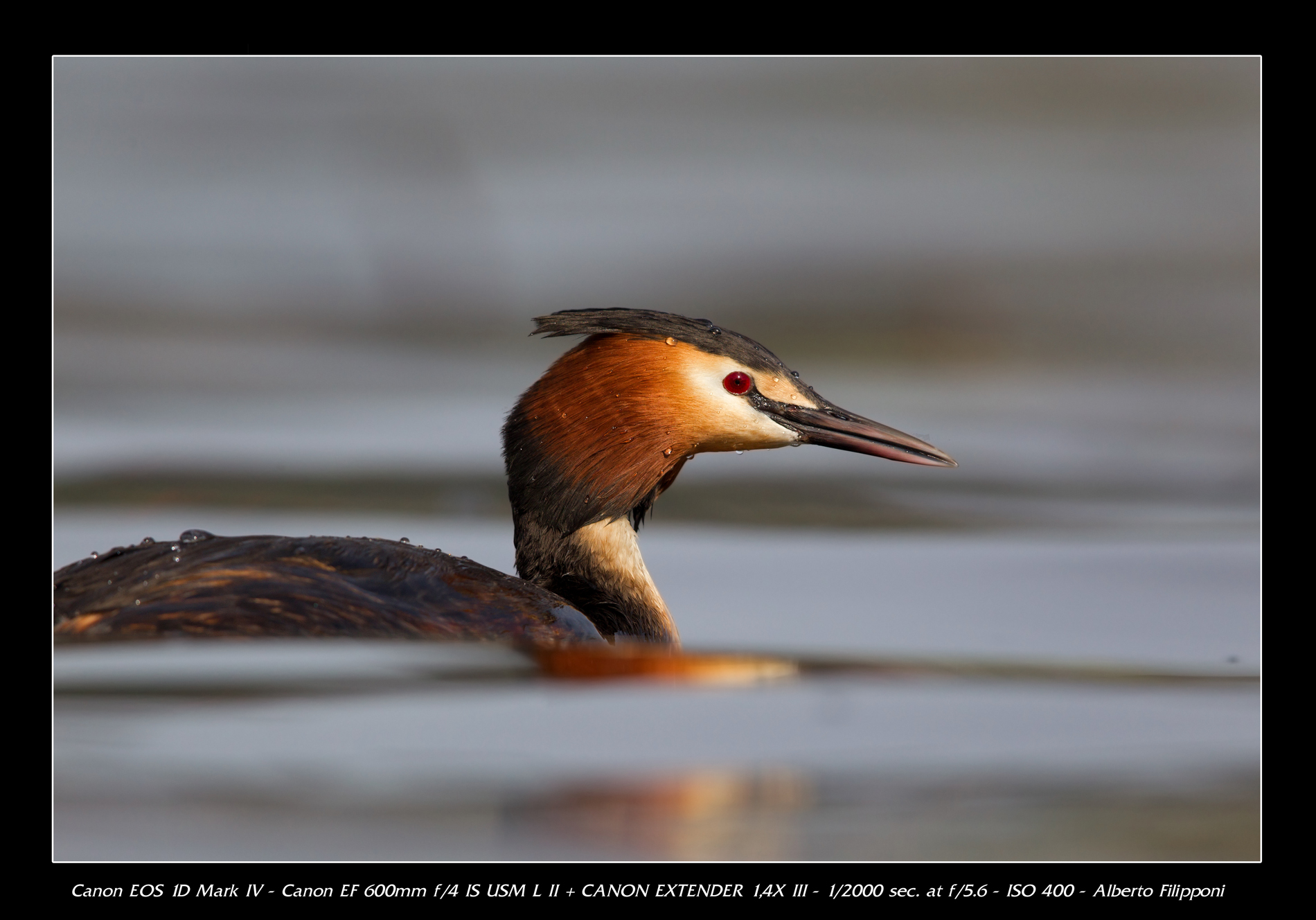 Great Crested Grebe