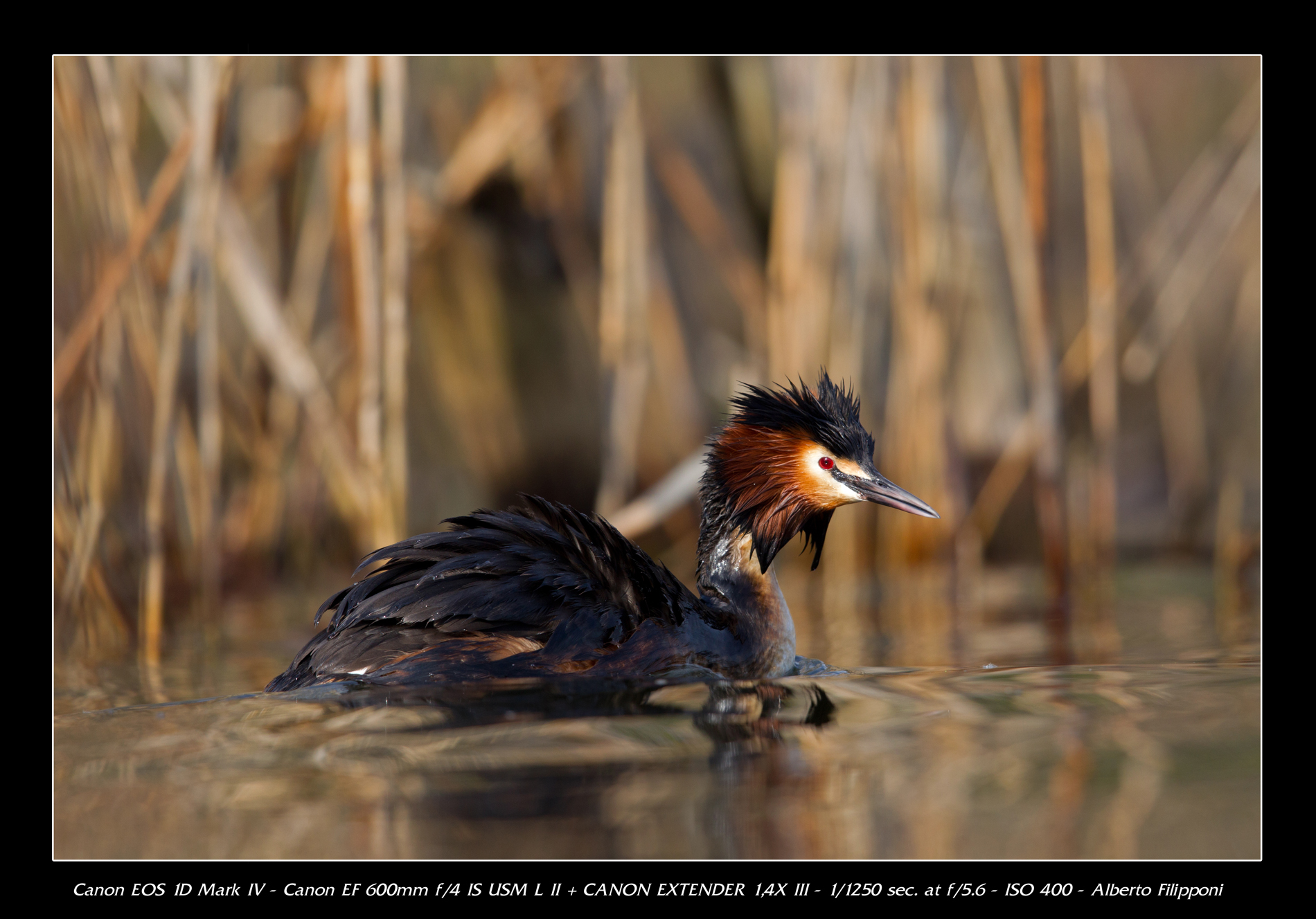 Great Crested Grebe