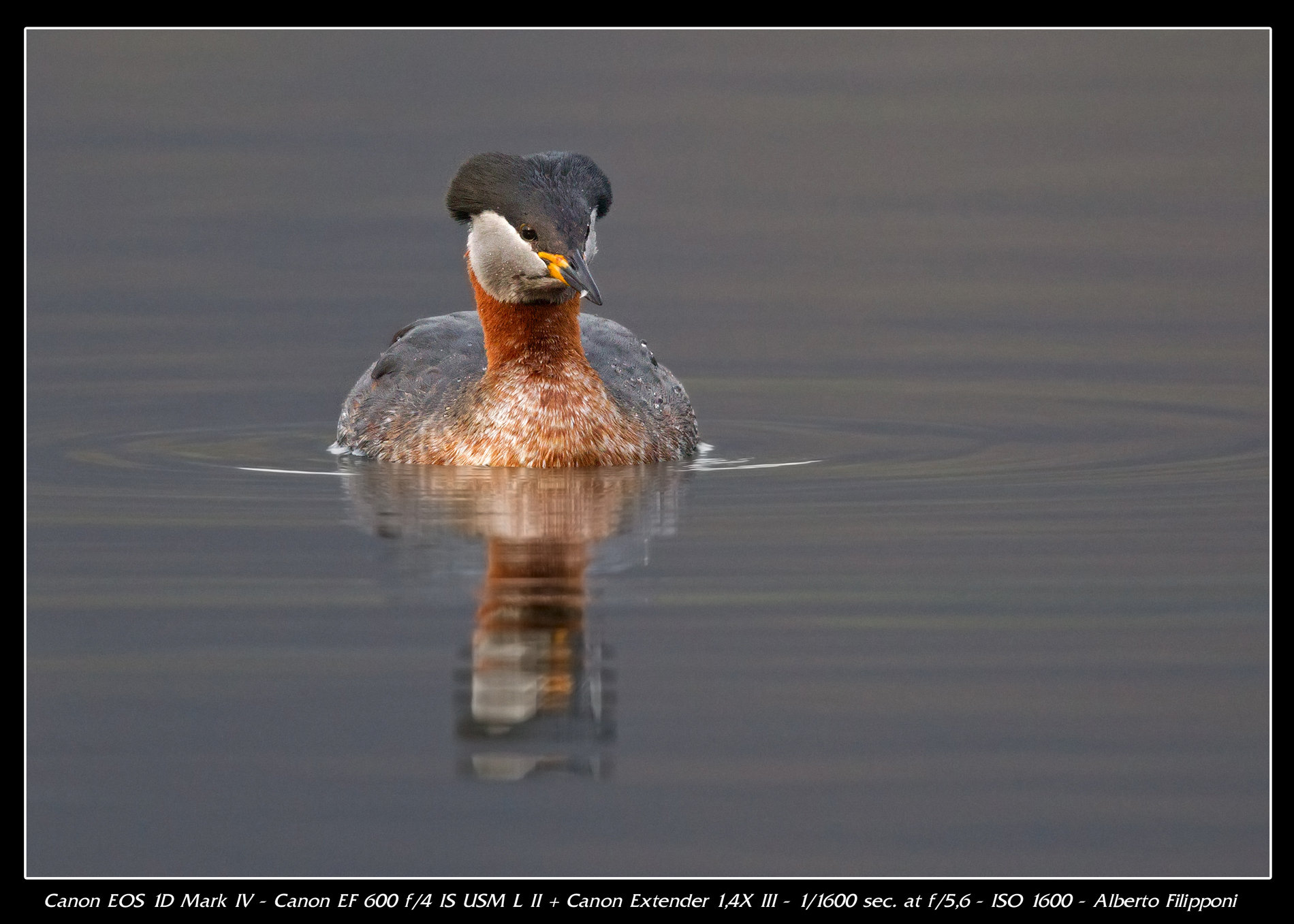 Red-necked Grebe