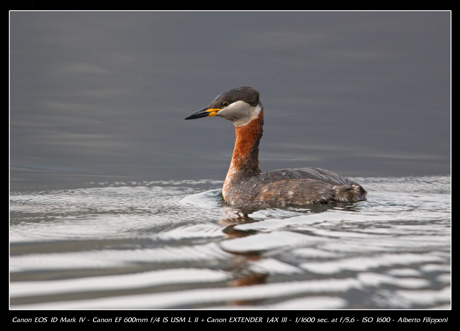Red-necked Grebe