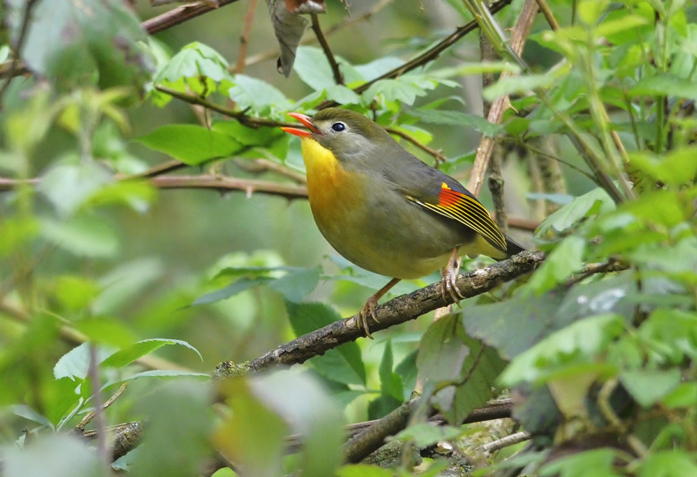 nightingale of Japan