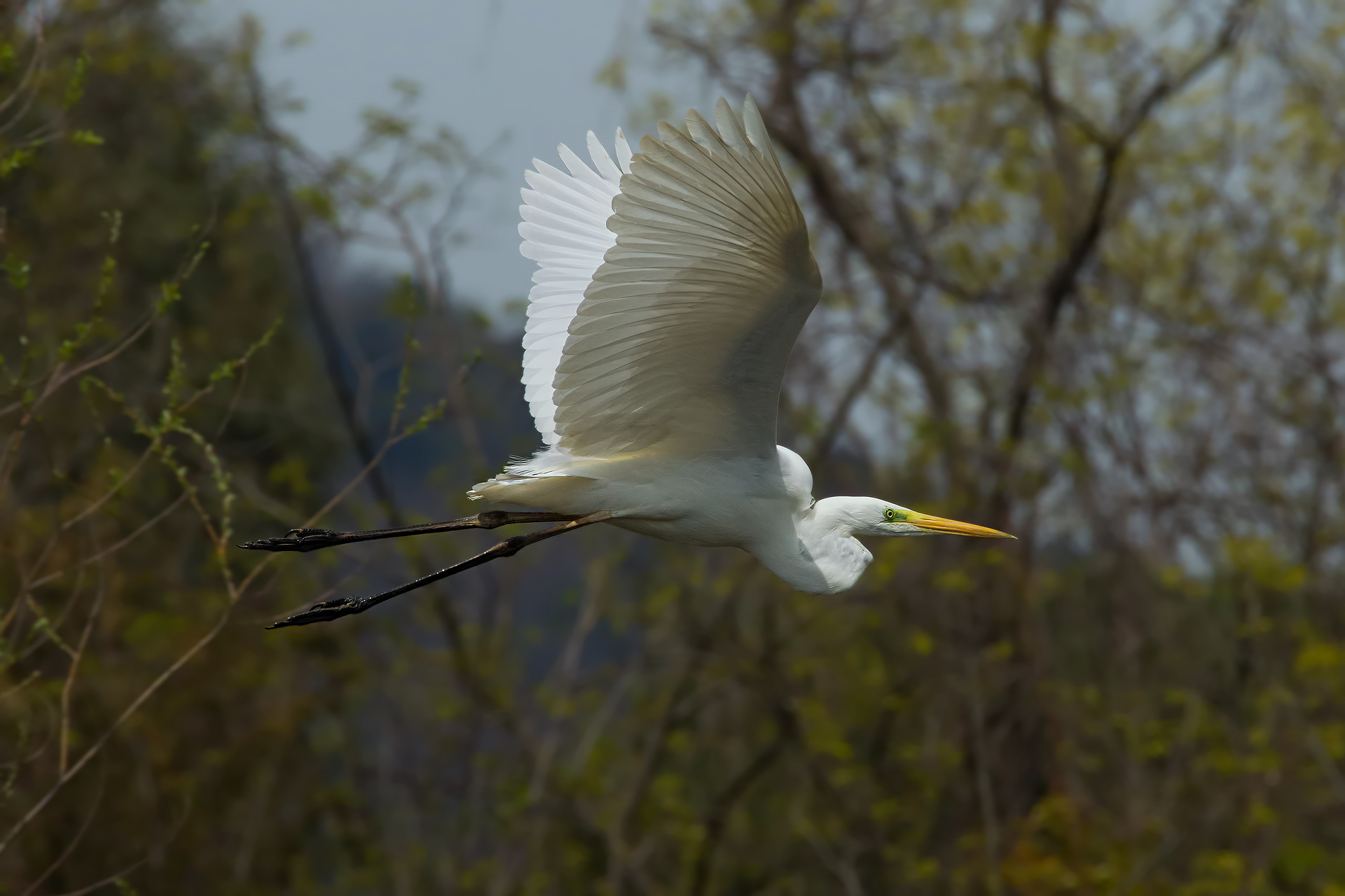 Tamron 150-600 + Kenko 1.4
