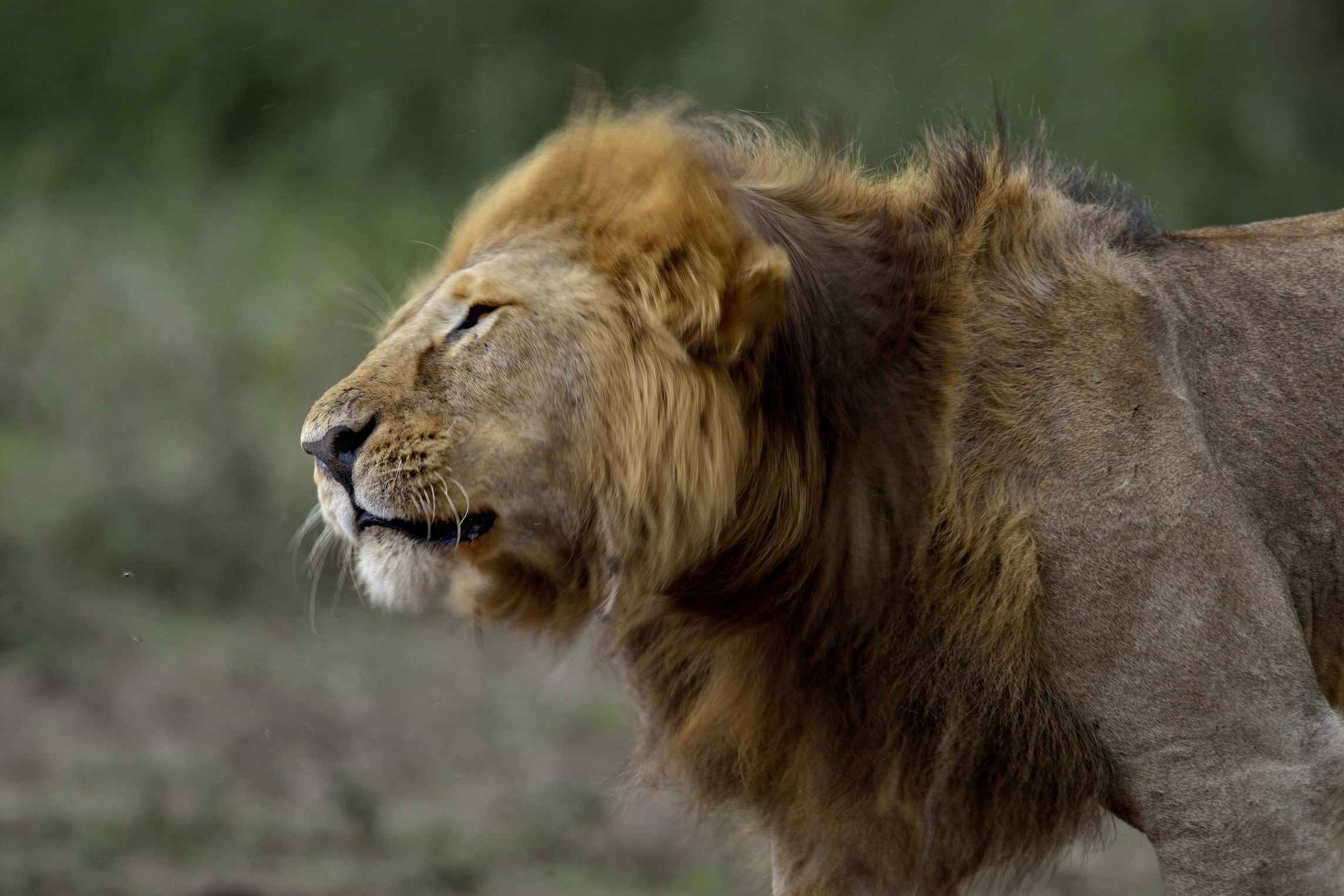Ngorongoro Cocervation Area - Leone....biondo!!