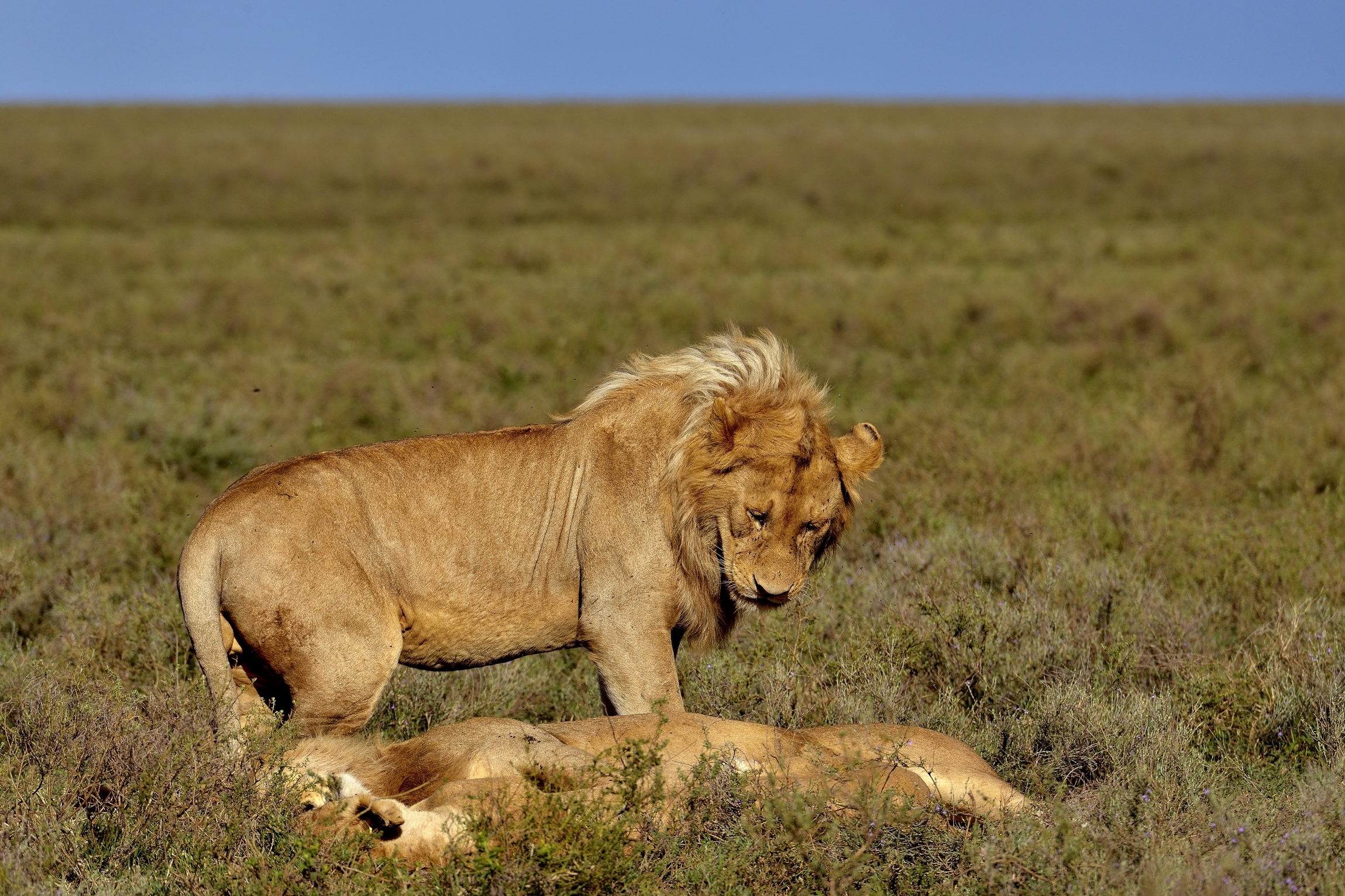 Ngorongoro Cocervation Area - Leone