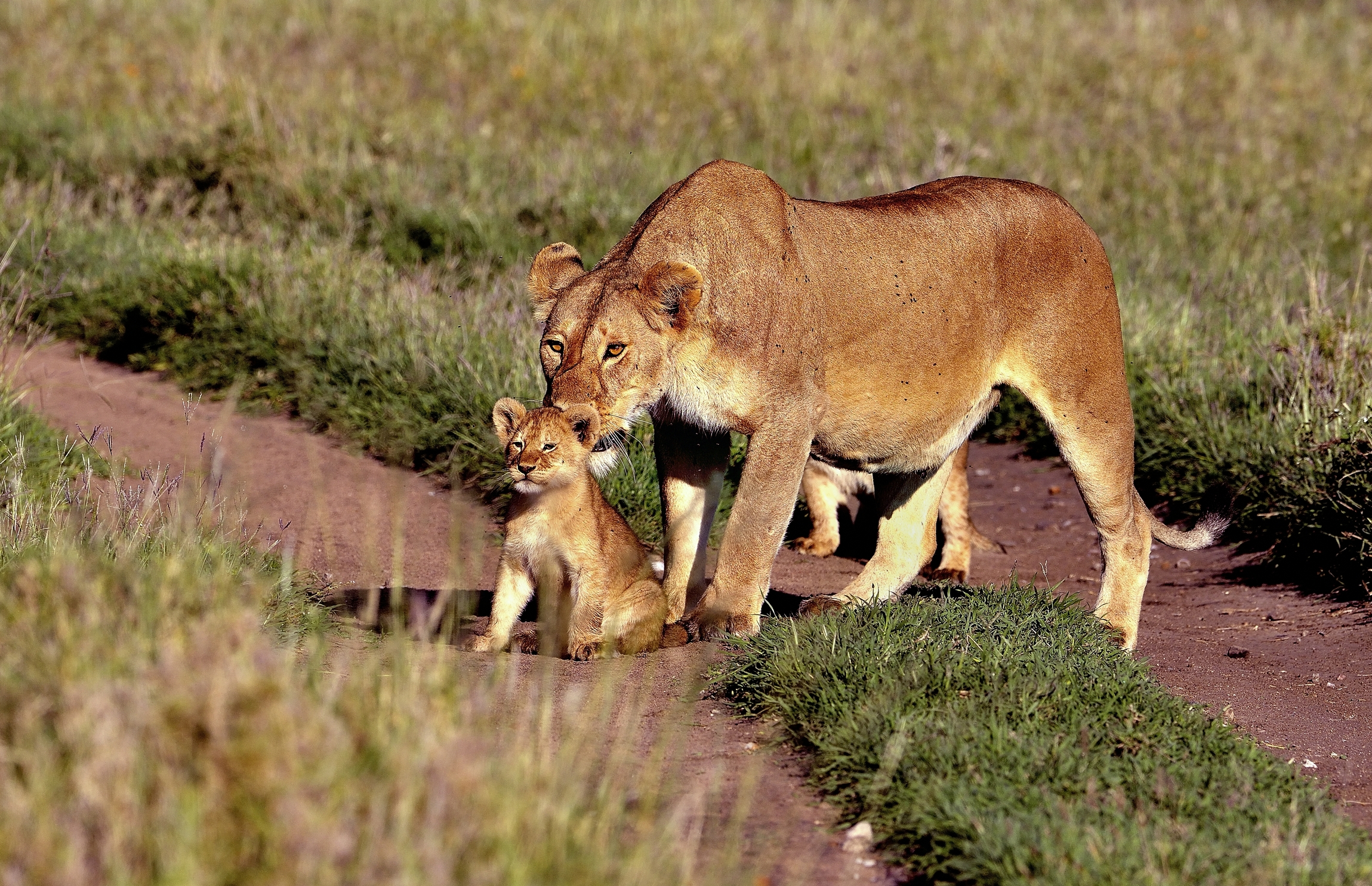 Ngorongoro Conservation Area - Leonessa con cucciolo