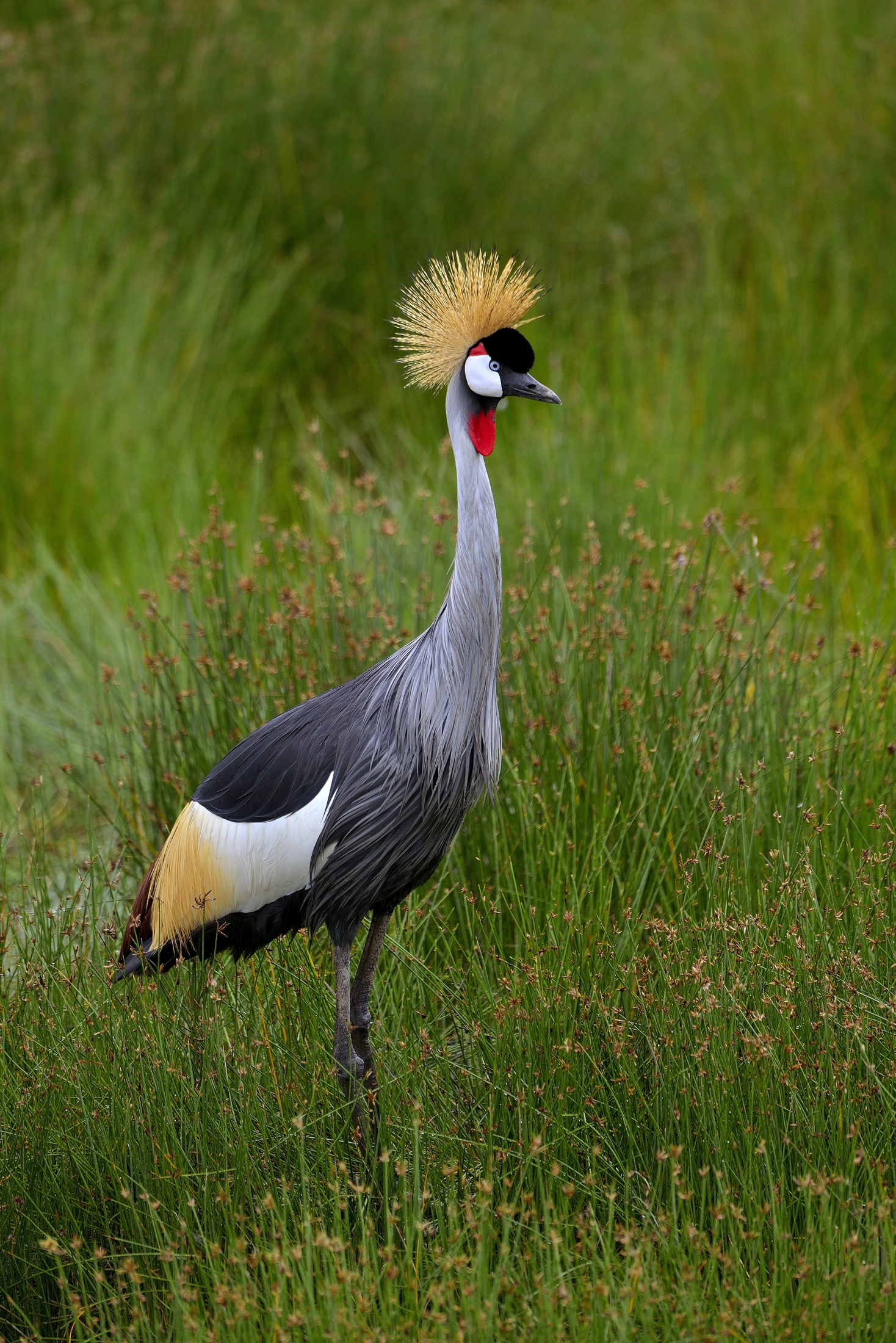 Ngorongoro Conservation Area - Gru coronata