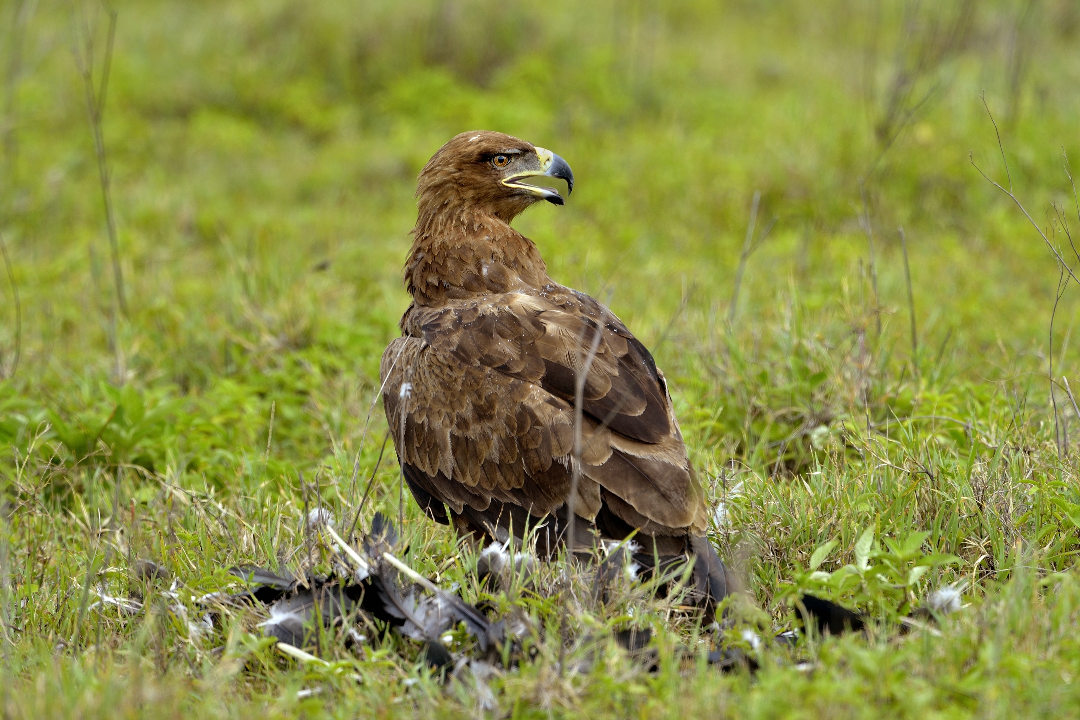 Ngorongoro crater - aquila con preda