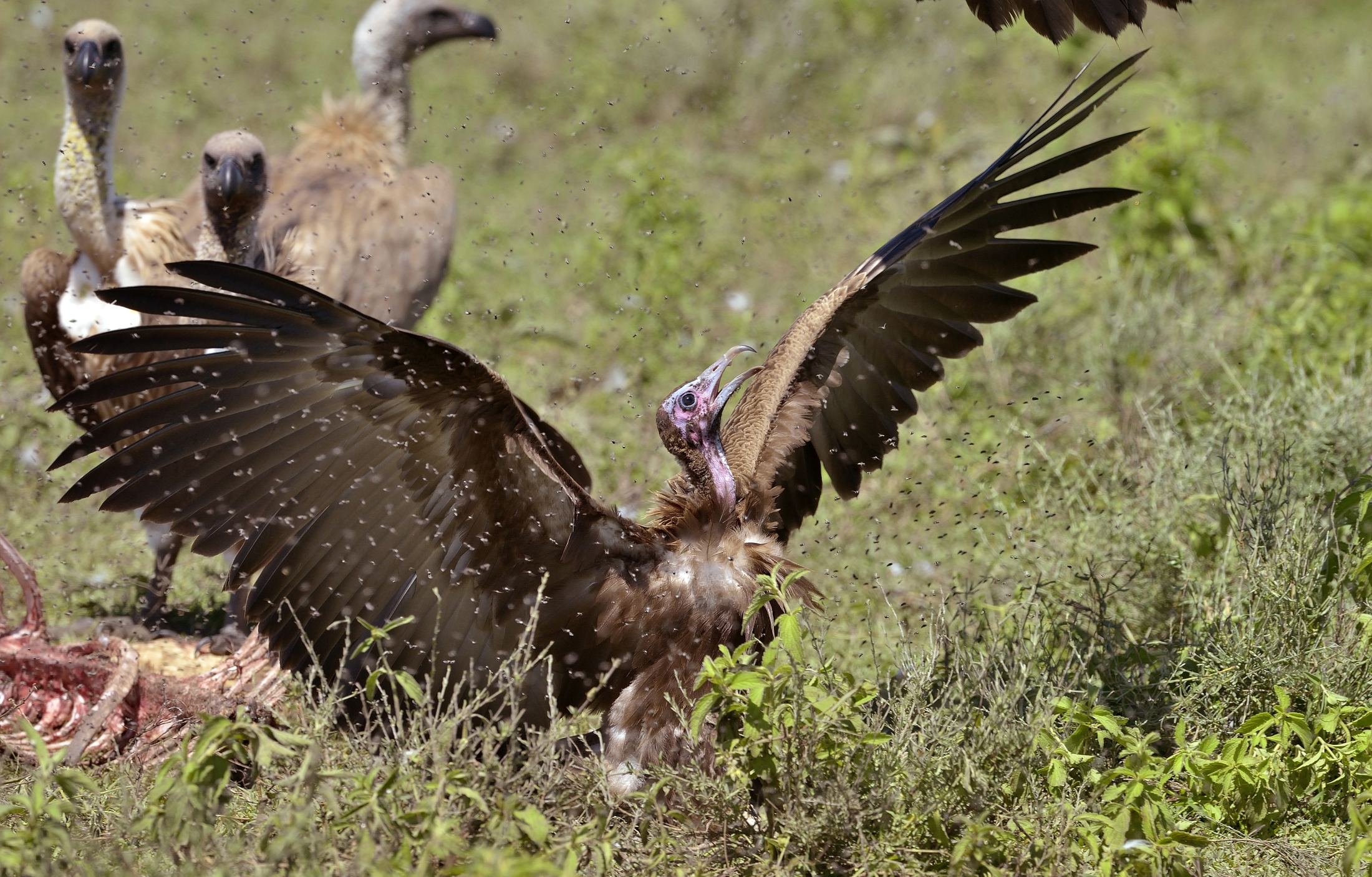 Serengeti - avvoltoio