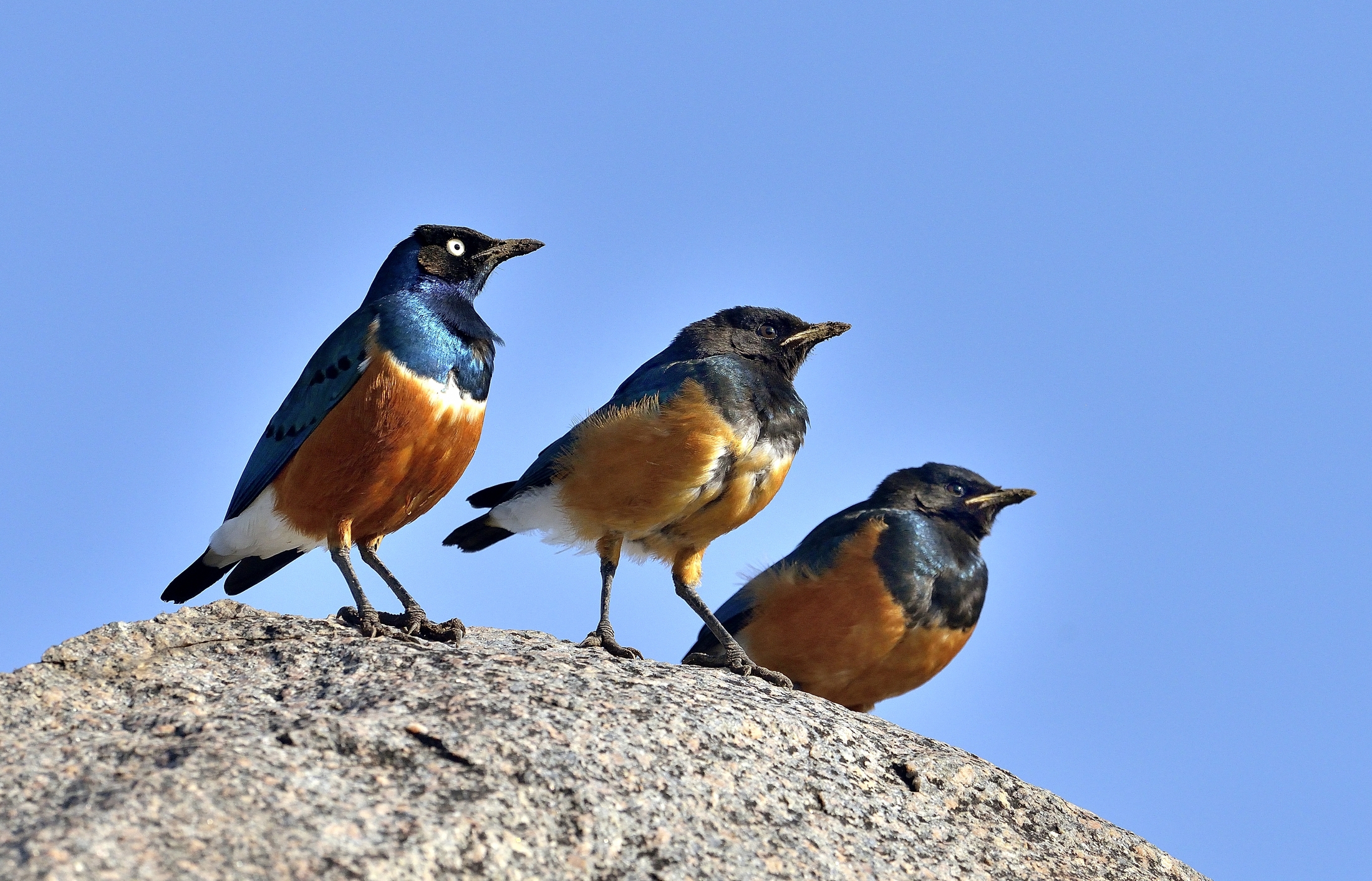 Serengeti - i tre Caballeros (Storni superbi)