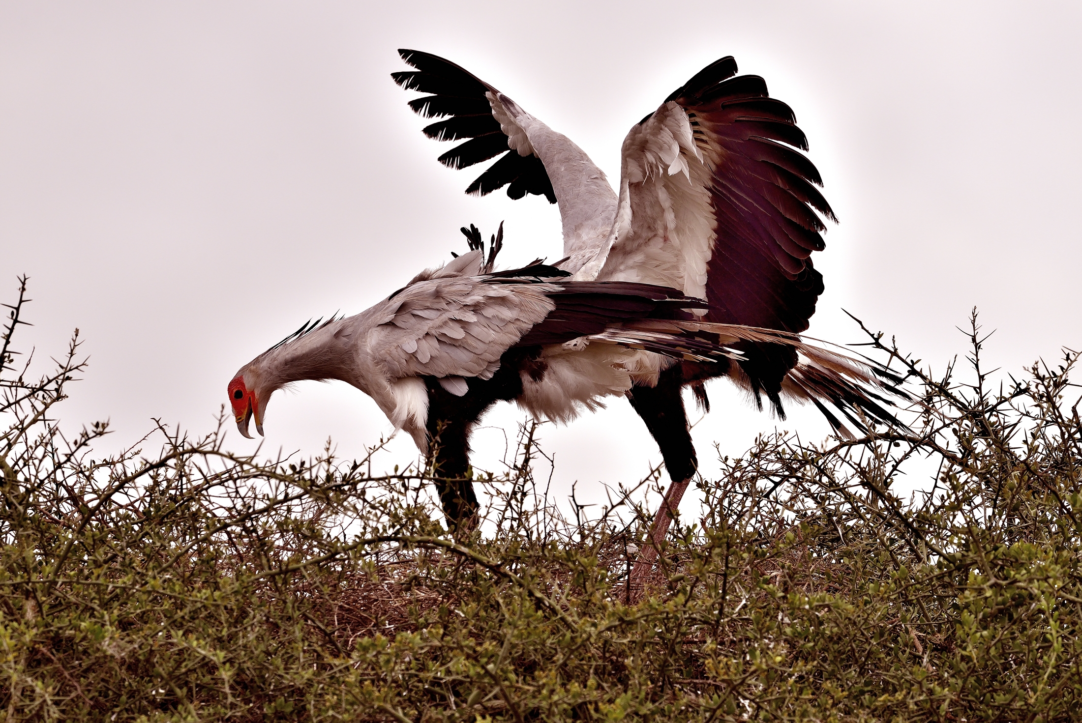 Ngorongoro Conservation Area - Serpentari