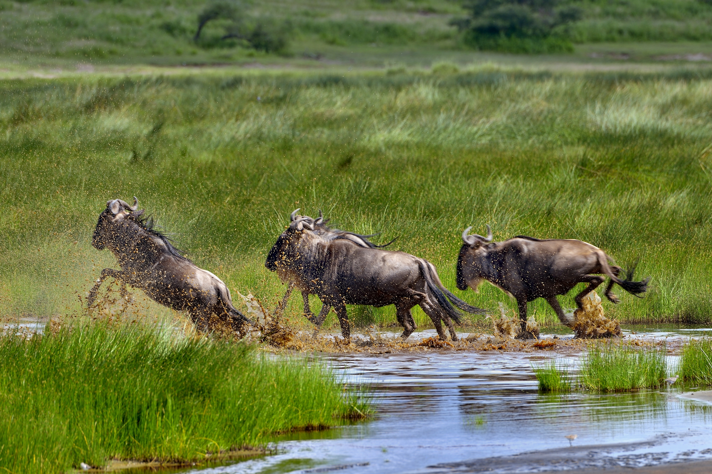 Ngorongoro Conservation Area - Gnu