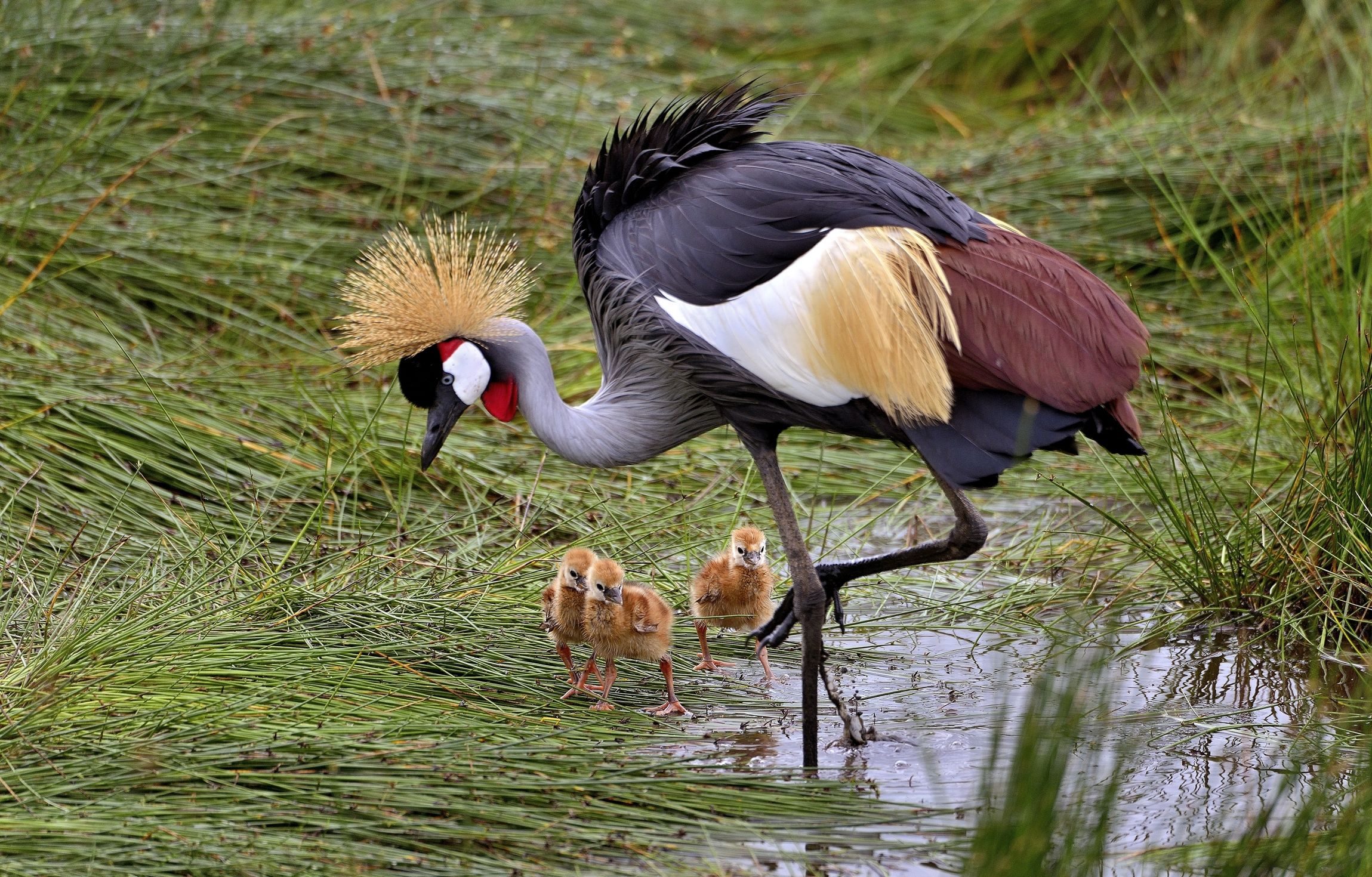 Ngorongoro Conservation Area - Gru coronata con pulli