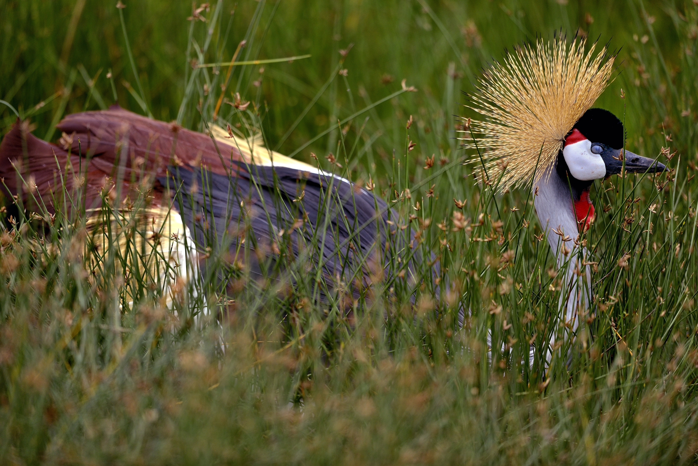 Ngorongoro Conservation Area - Gru coronata