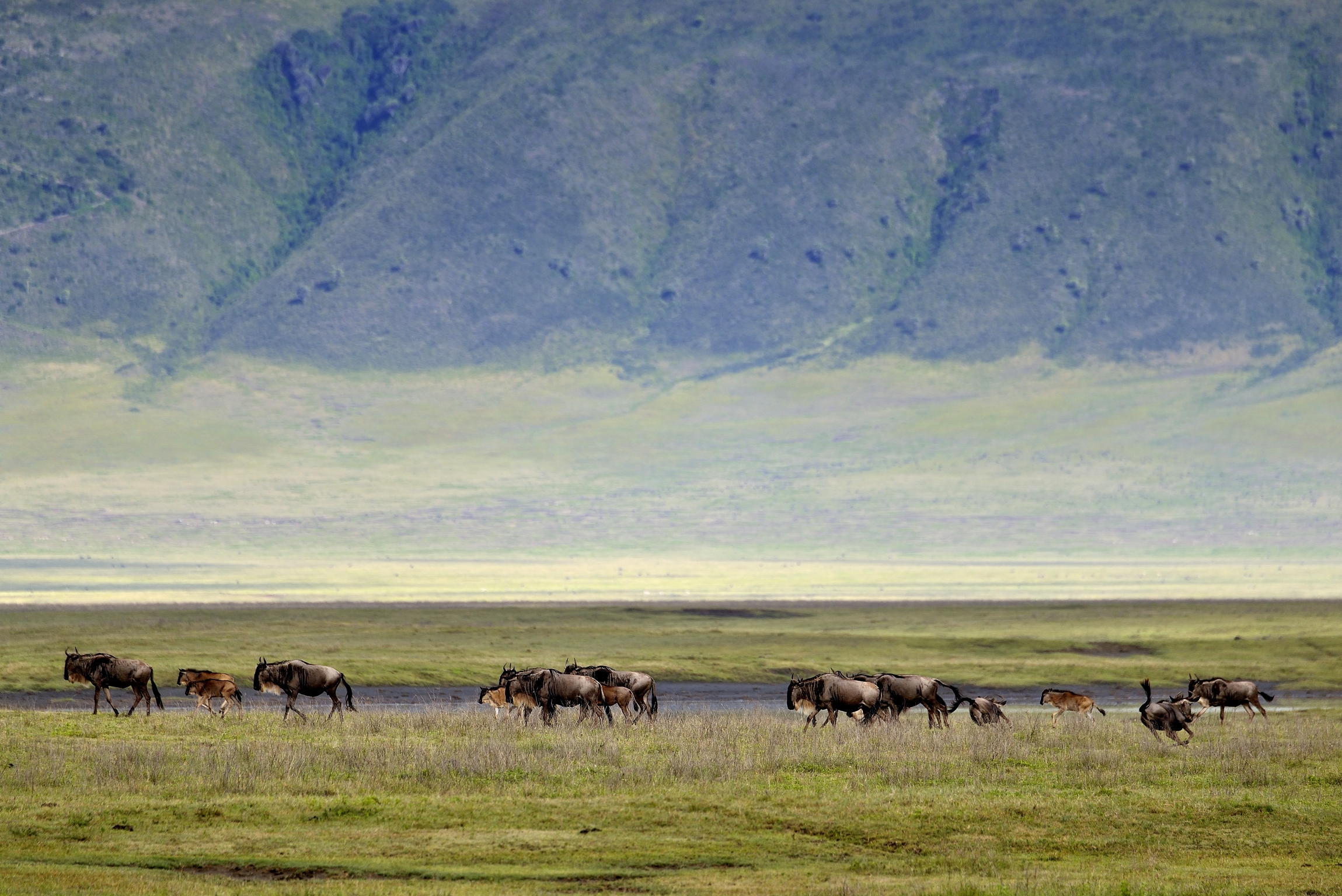 Ngorongoro crater - Gnu