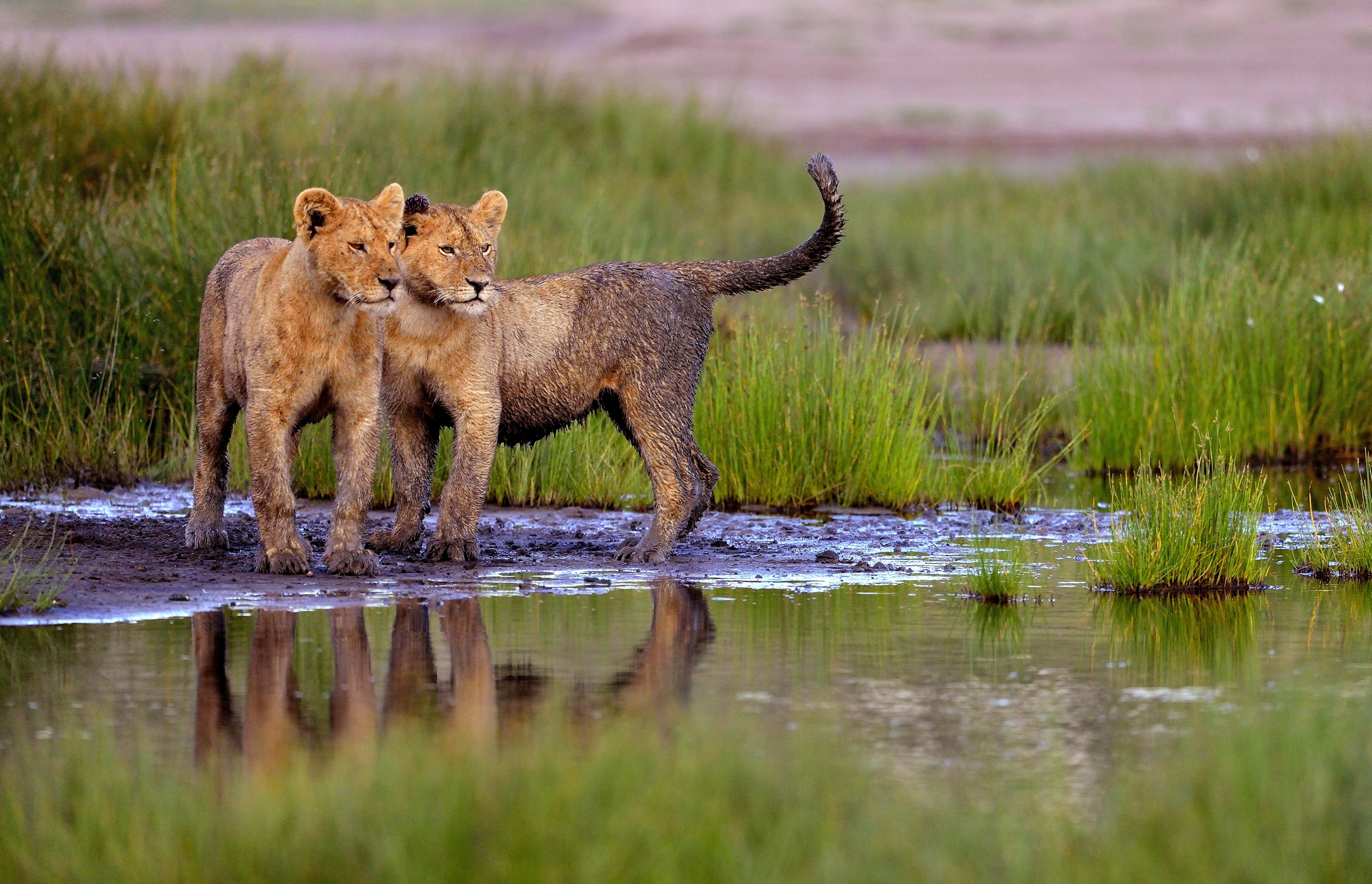 Ngorongoro Conservation Area - Cuccioli di Leone