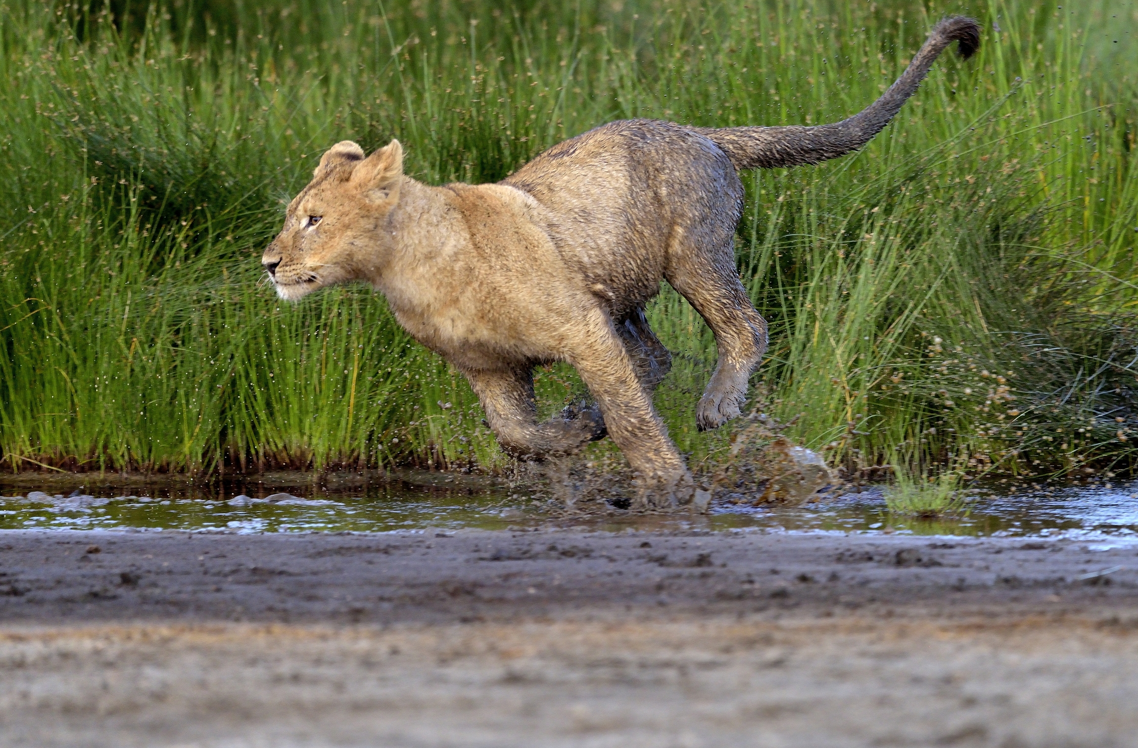 Ngorongoro Conservation Area - Cucciolo di Leone