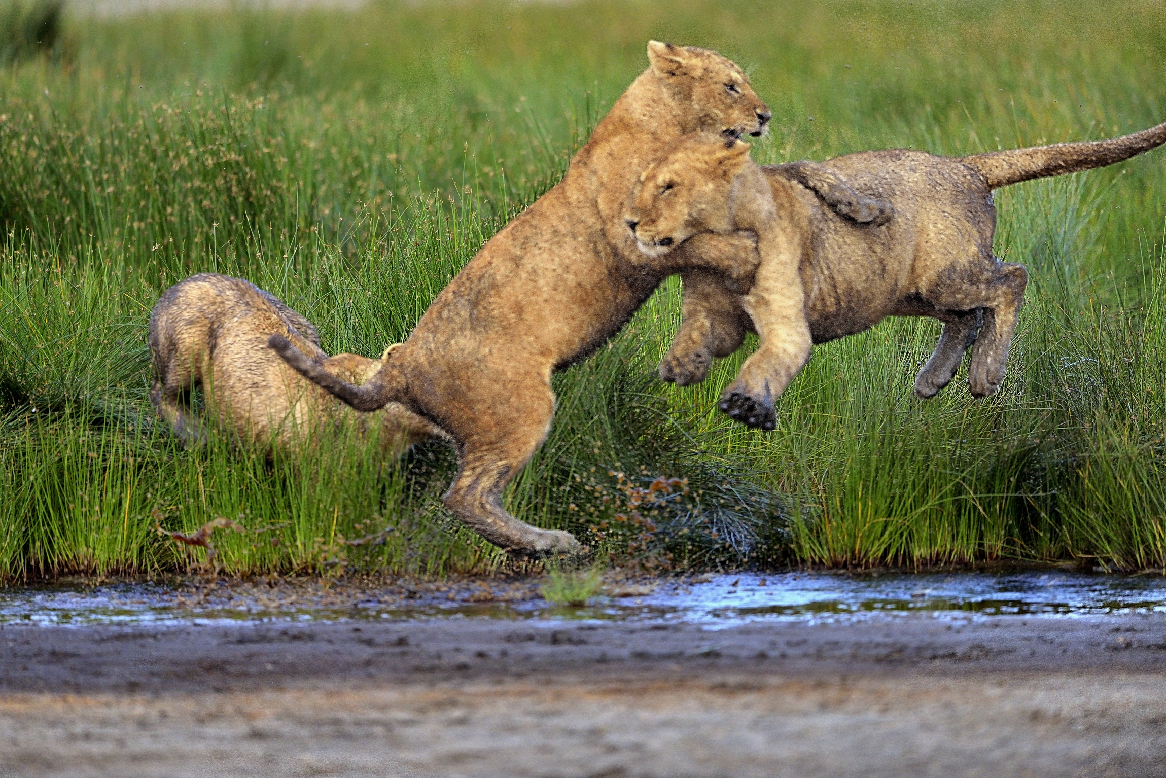 Ngorongoro Conservation Area - Placcaggio