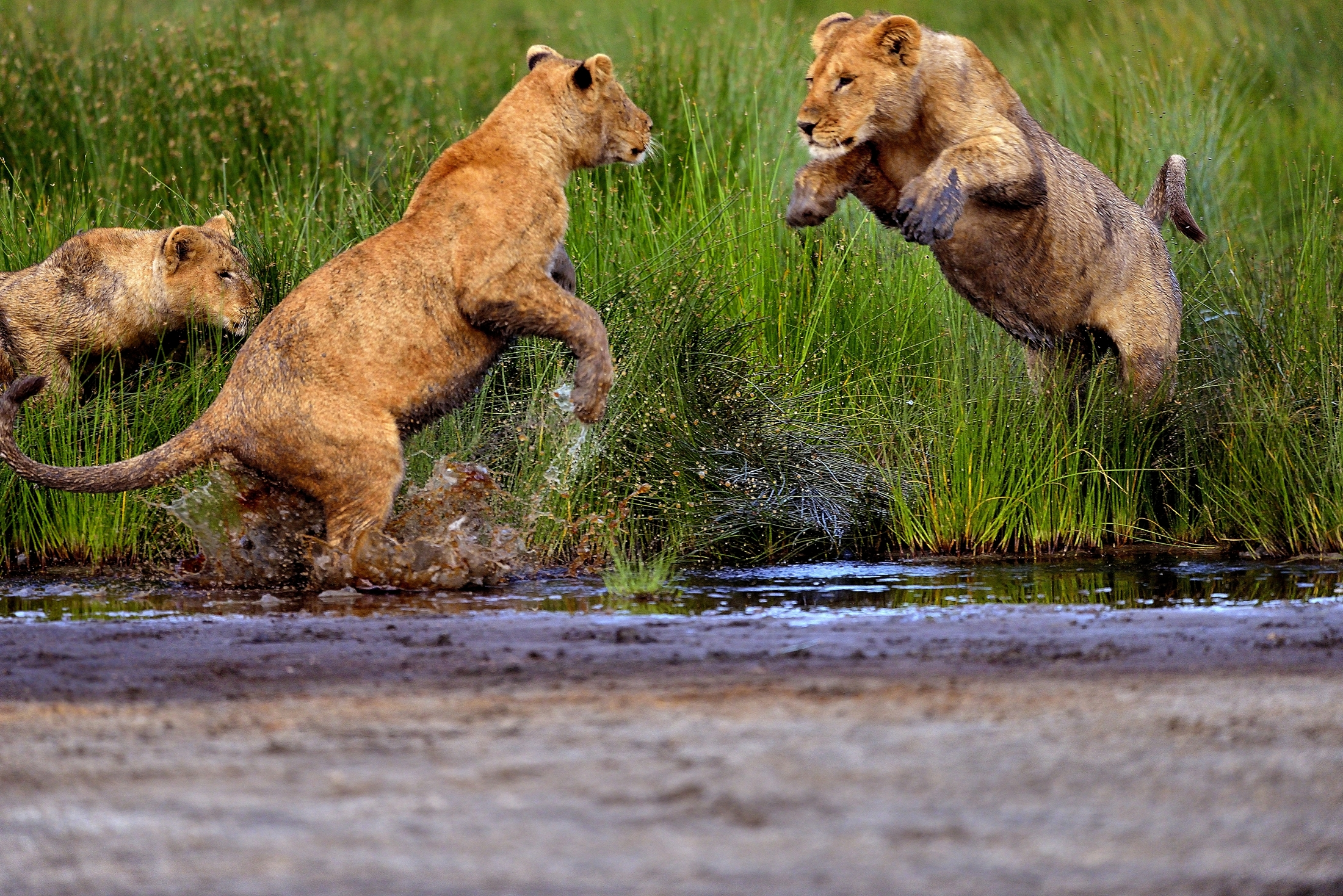 Ngorongoro Conservation Area - lo scontro