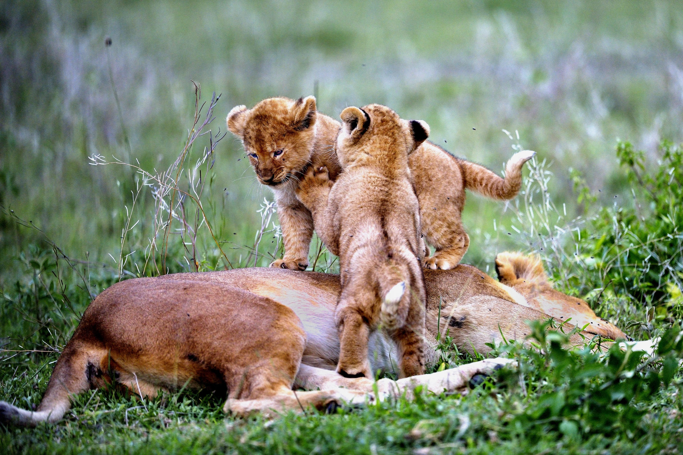 Ngorongoro Conservation Area - Cuccioli di Leone