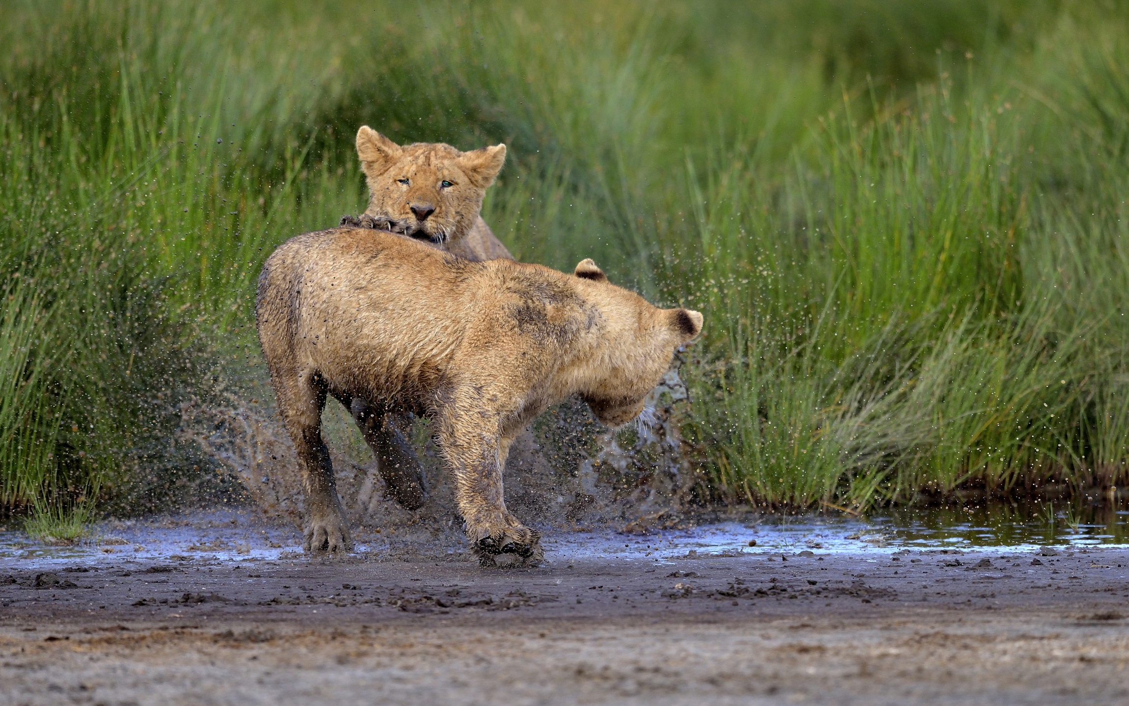 Ngorongoro Conservation Area - Cuccioli di Leone