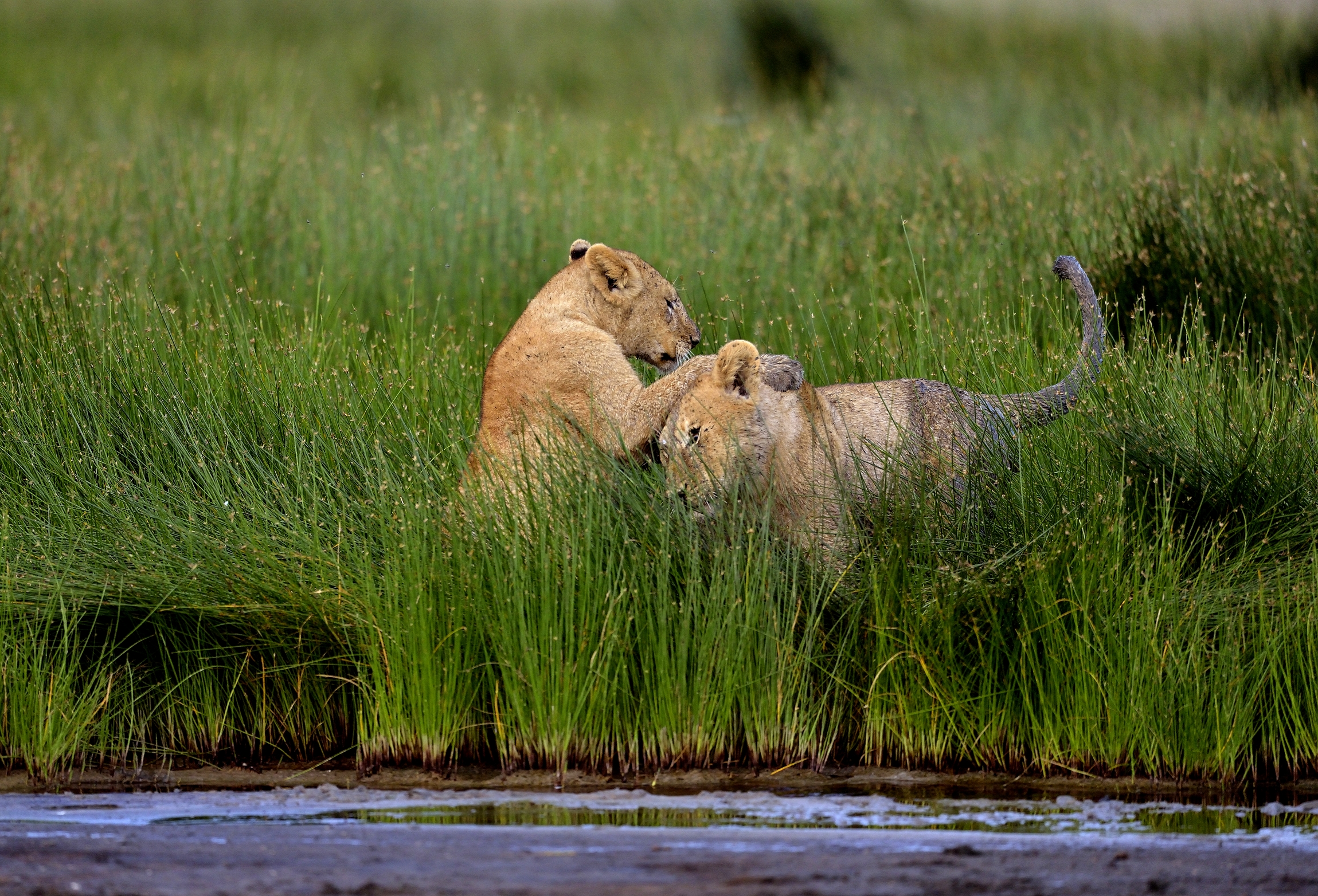 Ngorongoro Conservation Area - Cuccioli di Leone