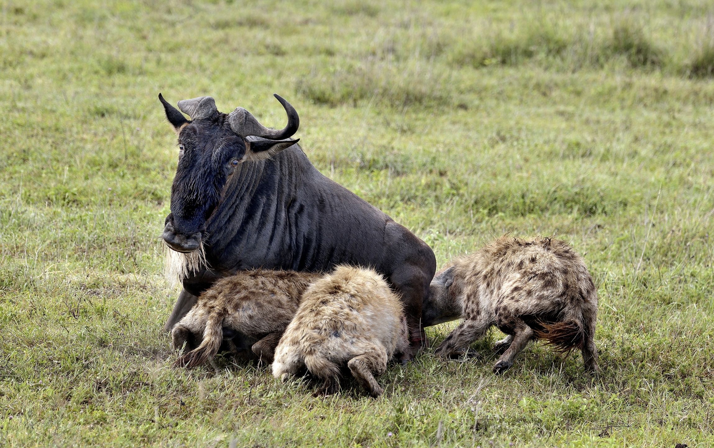 Iene iniziano a mangiare vivo uno gnu