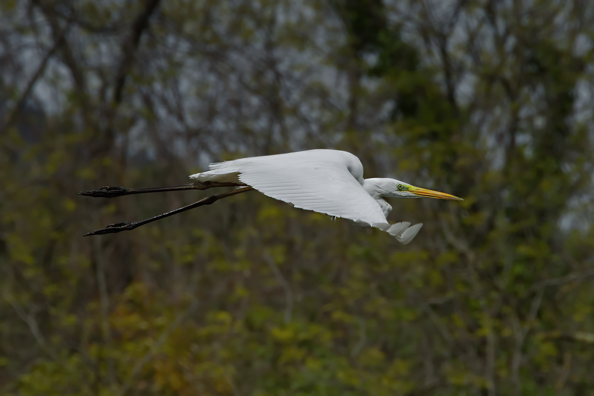 Tamron 150-600mm + Kenko 1.4