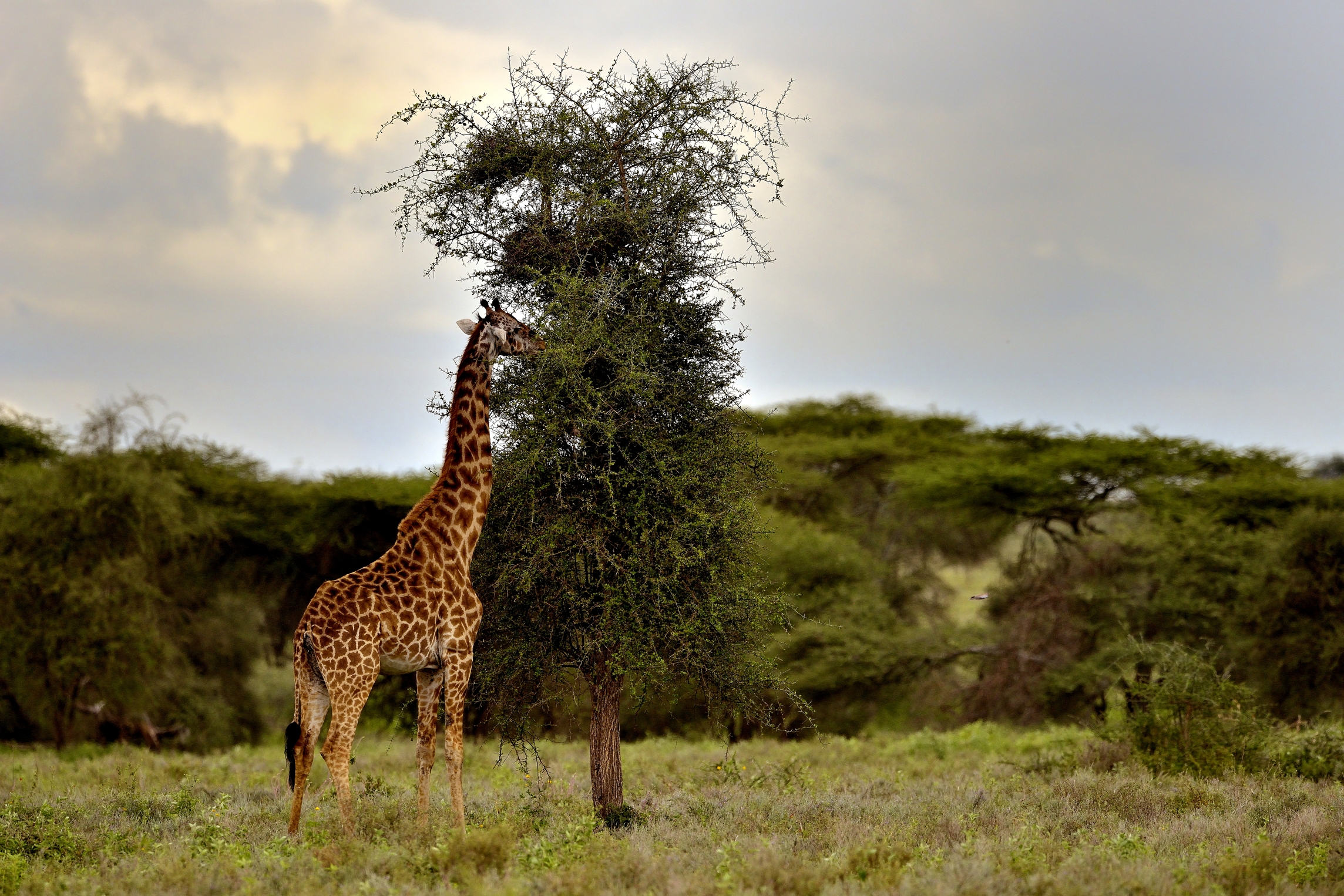 Ngorongoro Conservation Area - Giraffa