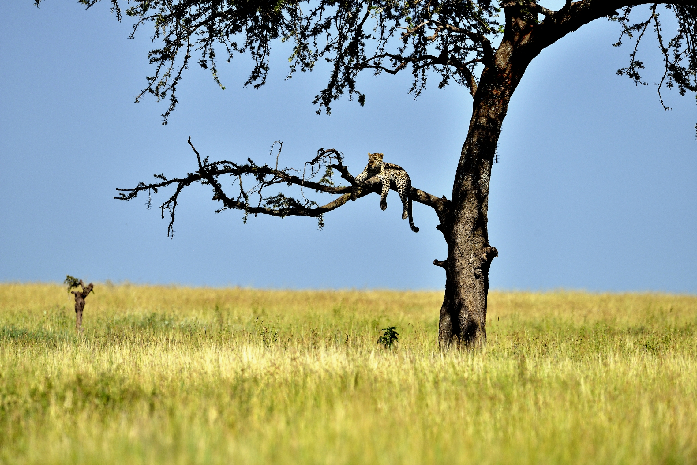 Serengeti - leopardo